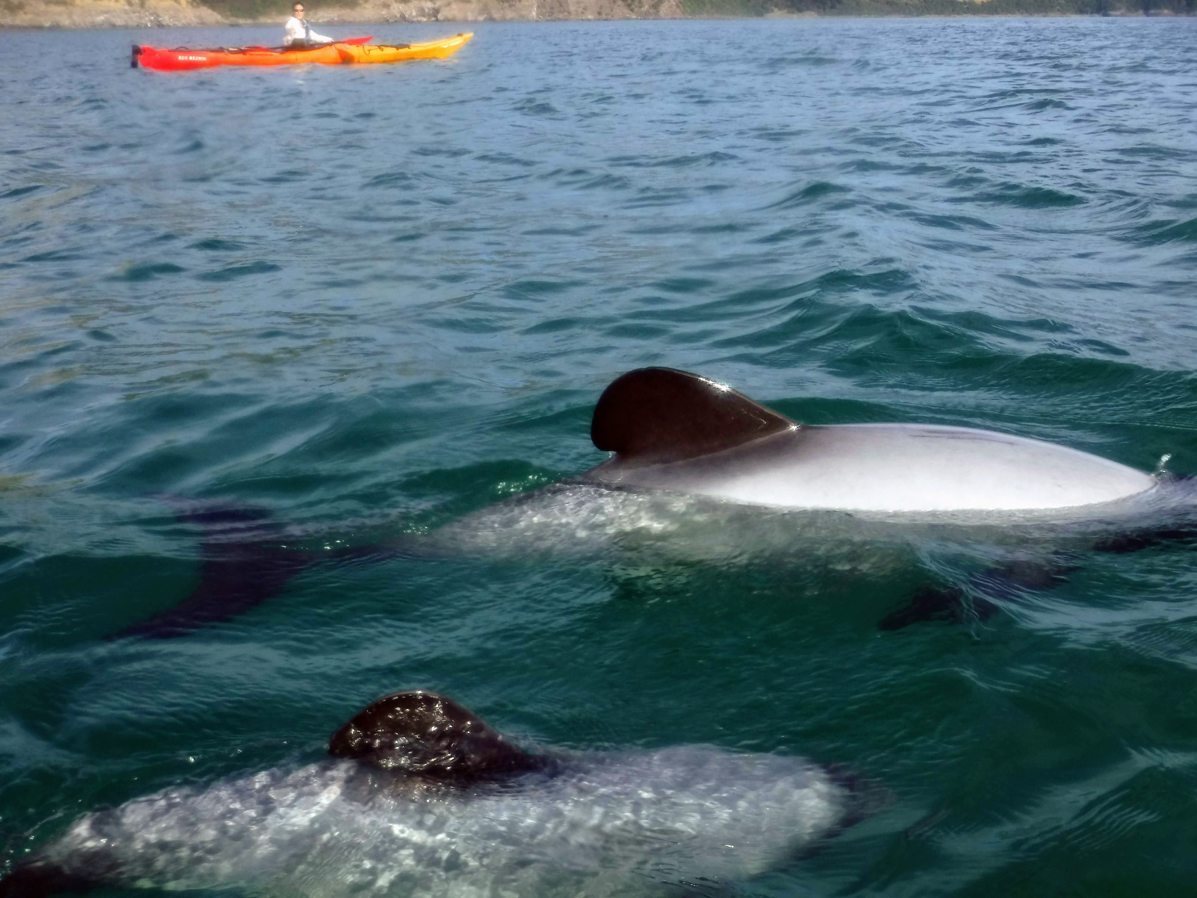 Akaroa: Akaroa Marine Reserve Sea Kayaking Tour