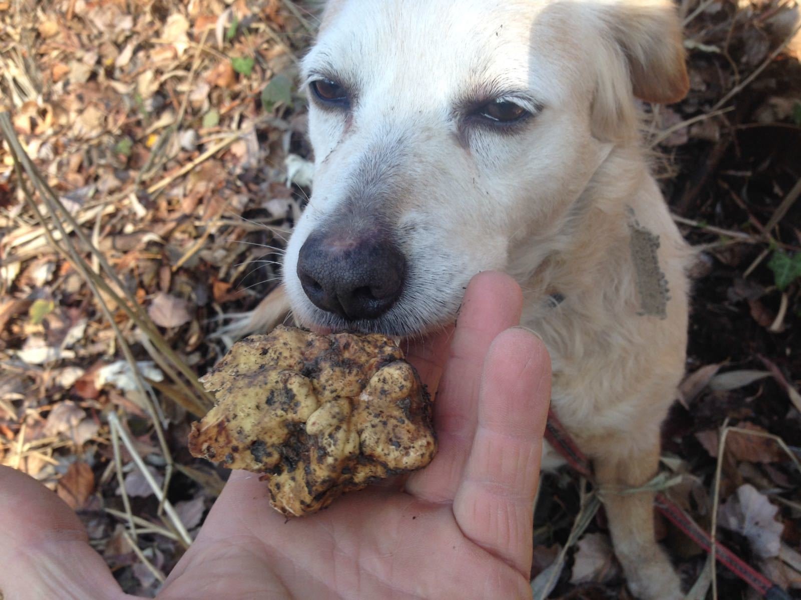 truffle hunting in Piedmont — photo 6