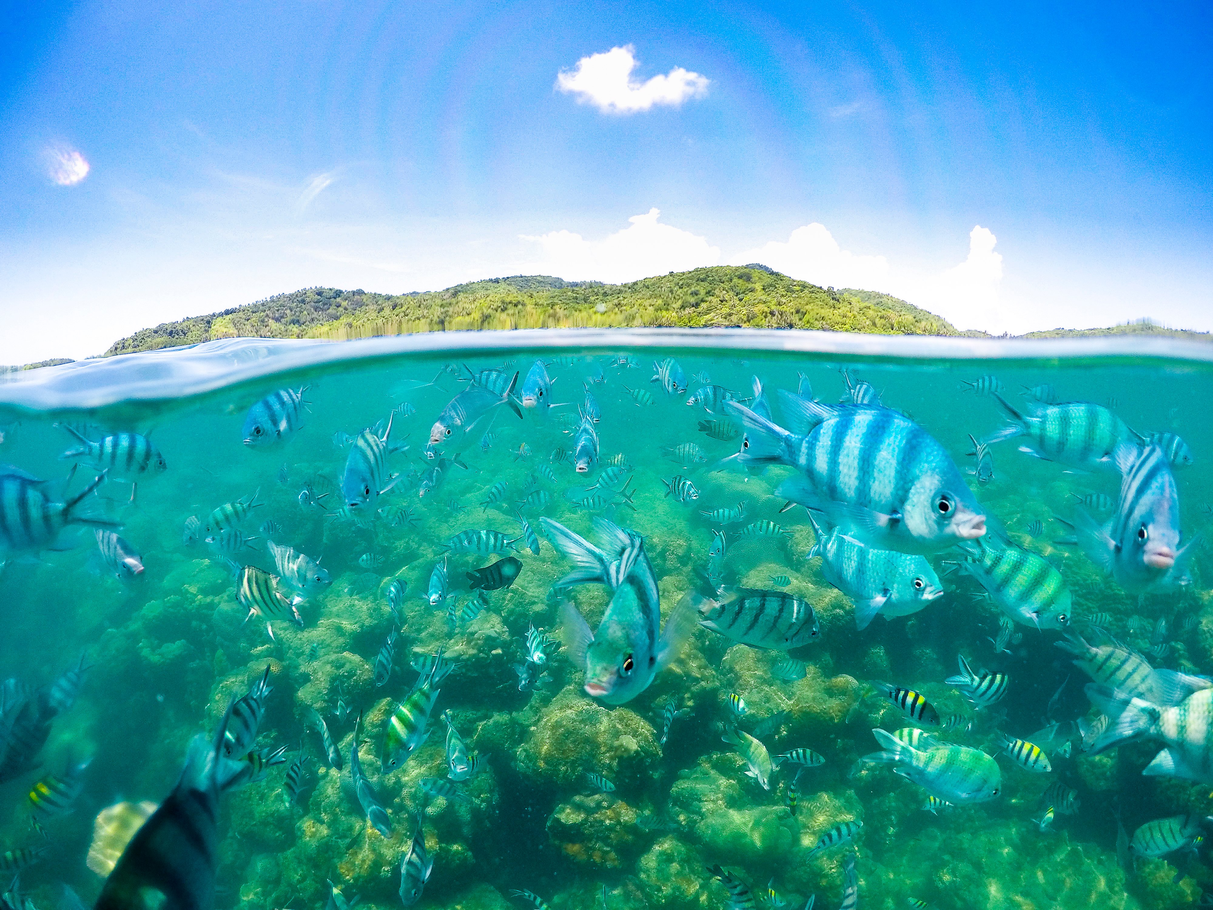 Pig Island & Koh Tan Snorkeling Express