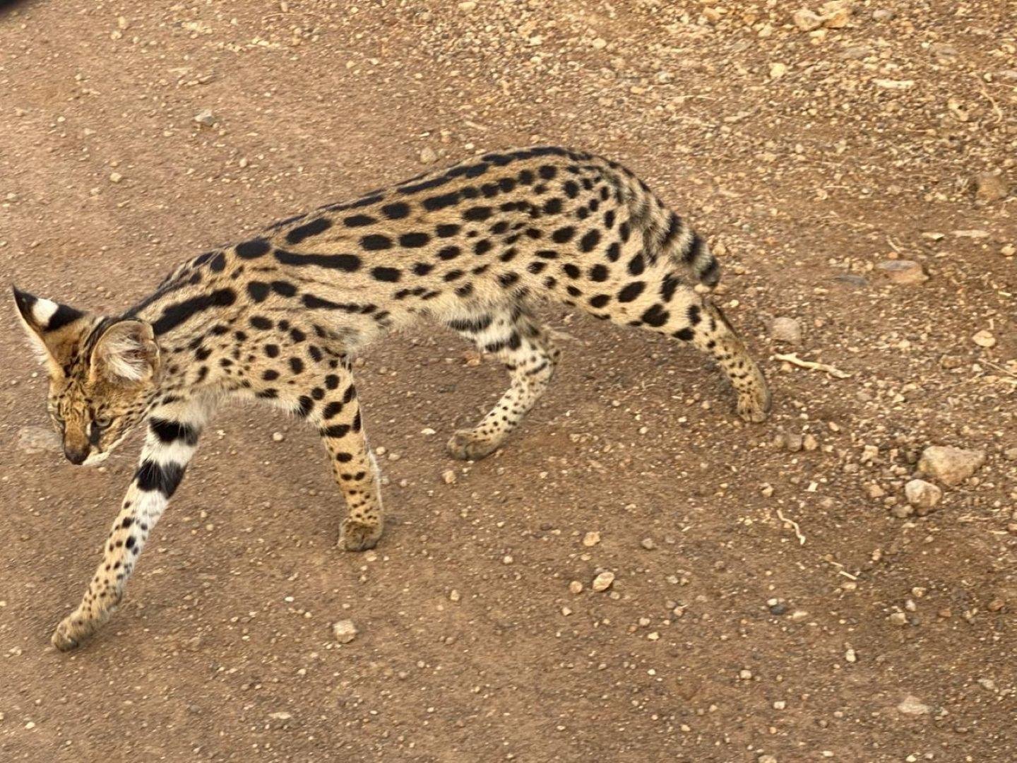 Nairobi Safari: National Park, Elephant Orphanage & Giraffe Center