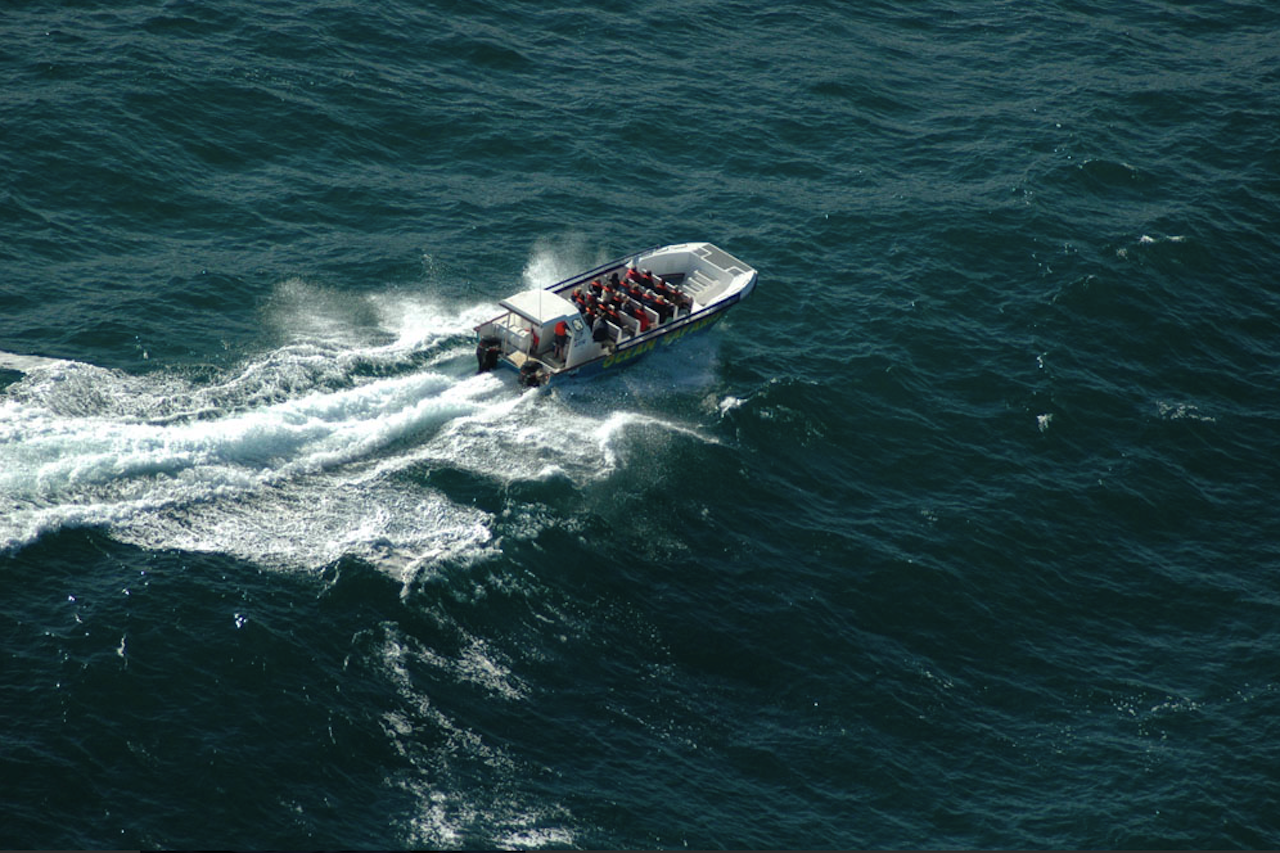 Plettenberg Bay Whale Watching Speedboat Cruise