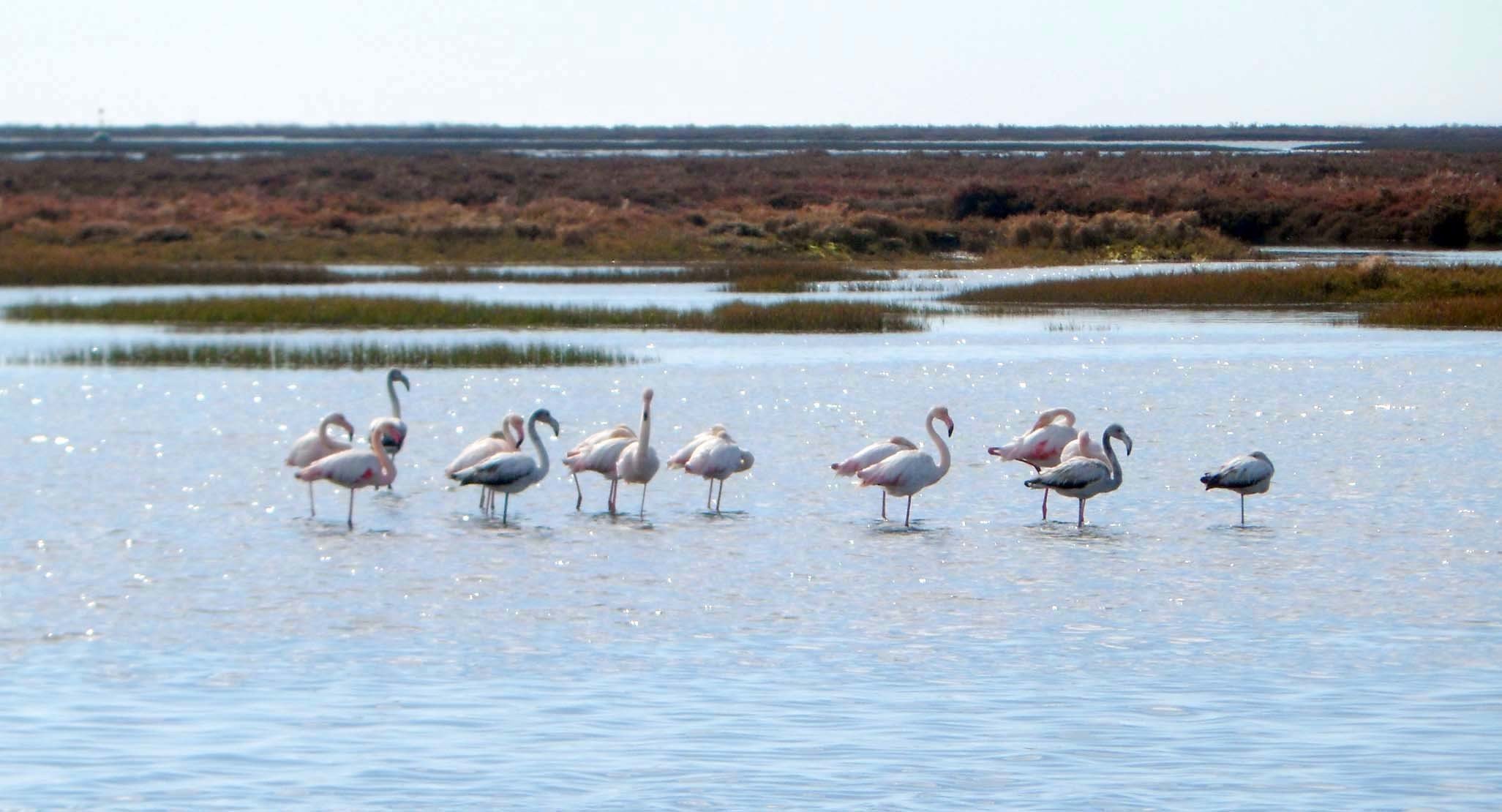 Ria Formosa birdwatching tour by solar boat from Faro — image 4