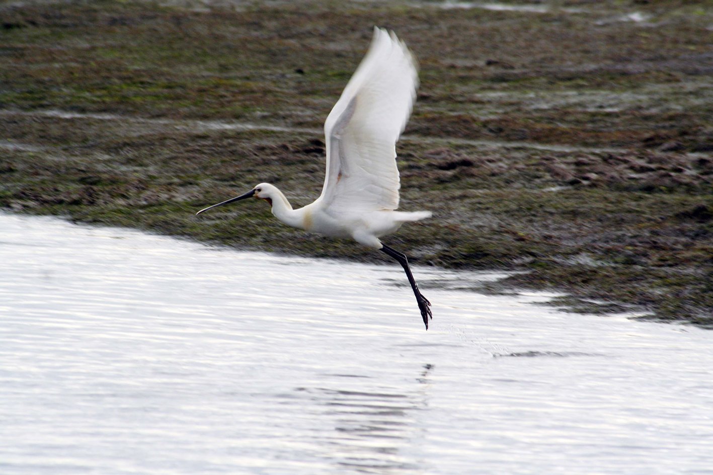 Ria Formosa birdwatching tour by solar boat from Faro — image 1