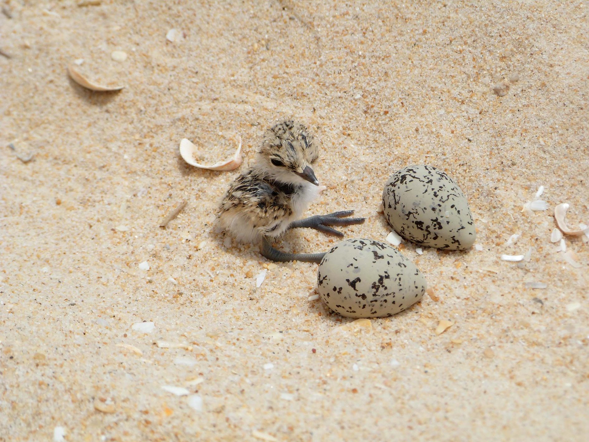Ria Formosa birdwatching tour by solar boat from Faro — image 2
