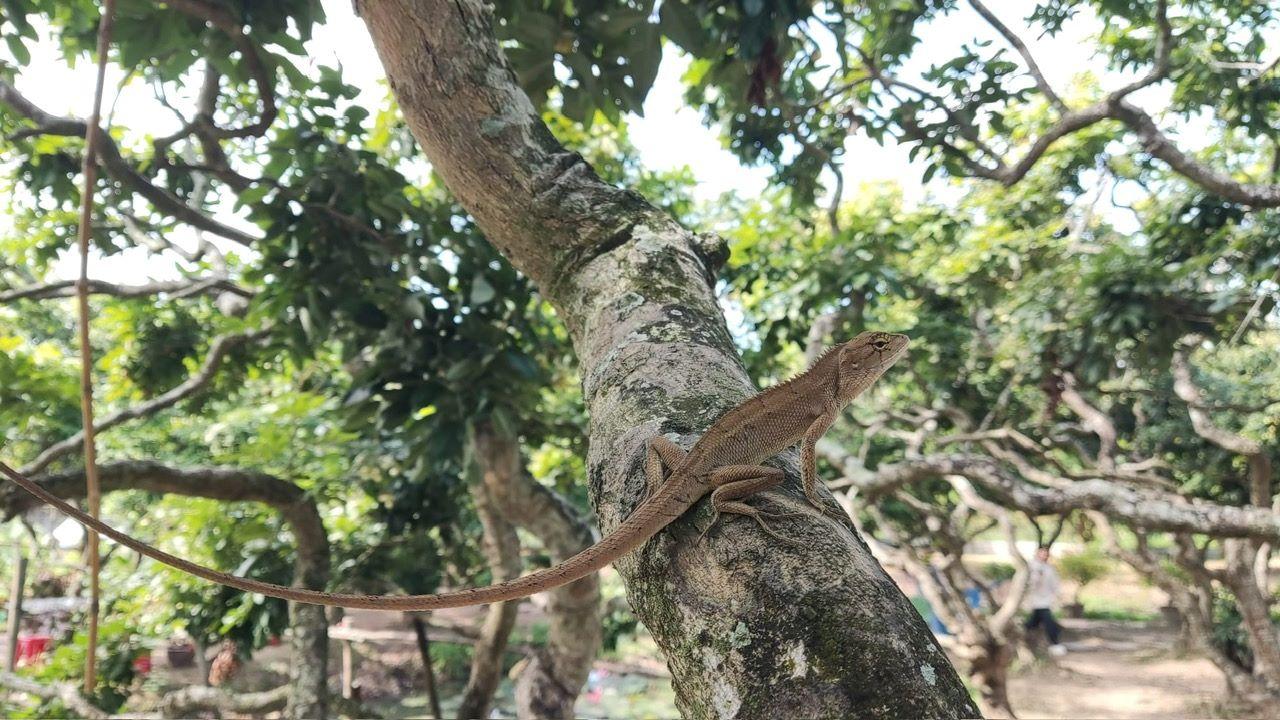 Mekong Delta Day Trip: Cai Rang Floating Market & Cồn Sơn Islet
