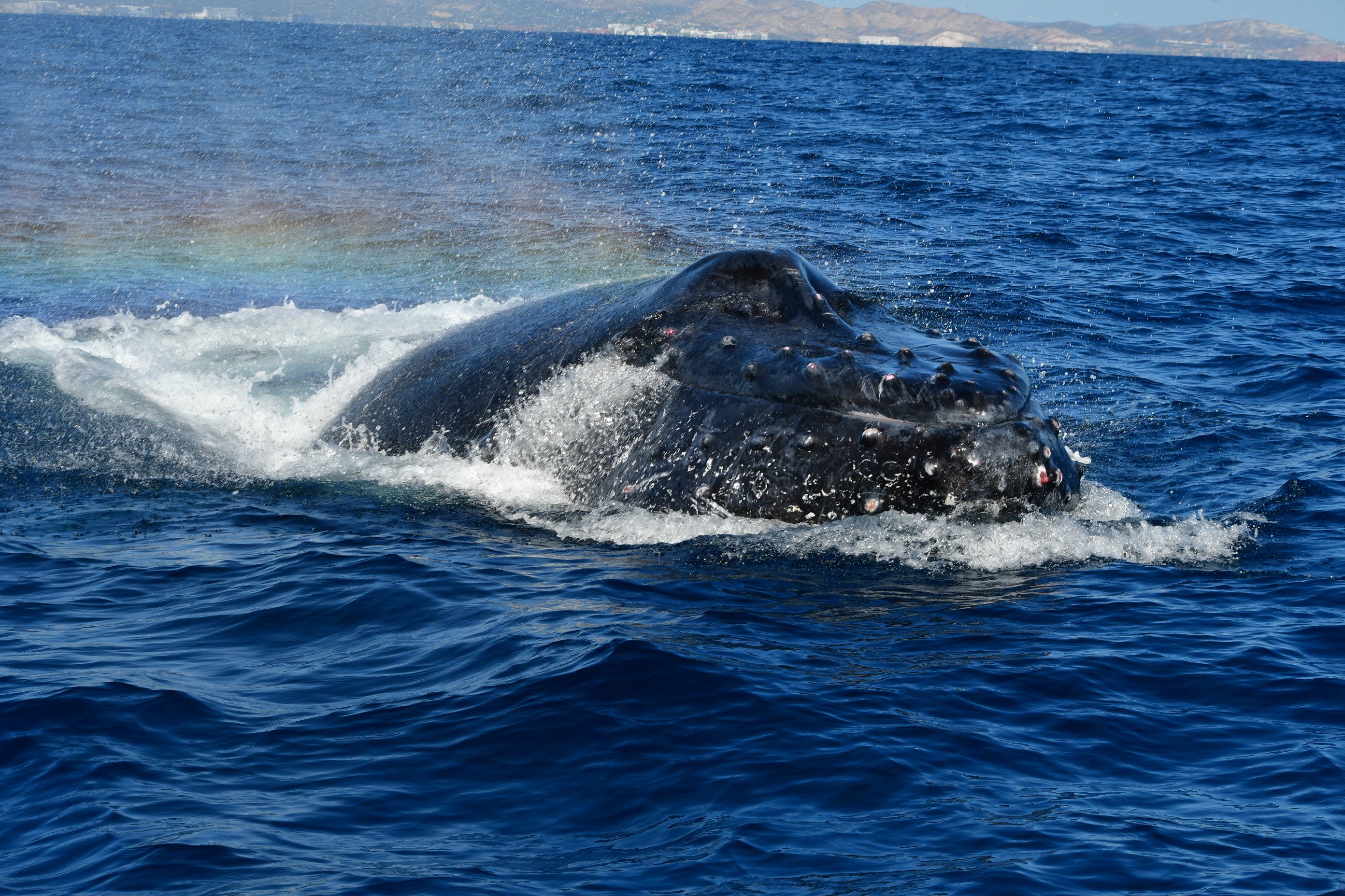 Cabo Whale Watching with All-Female Crew & Marine Biologist