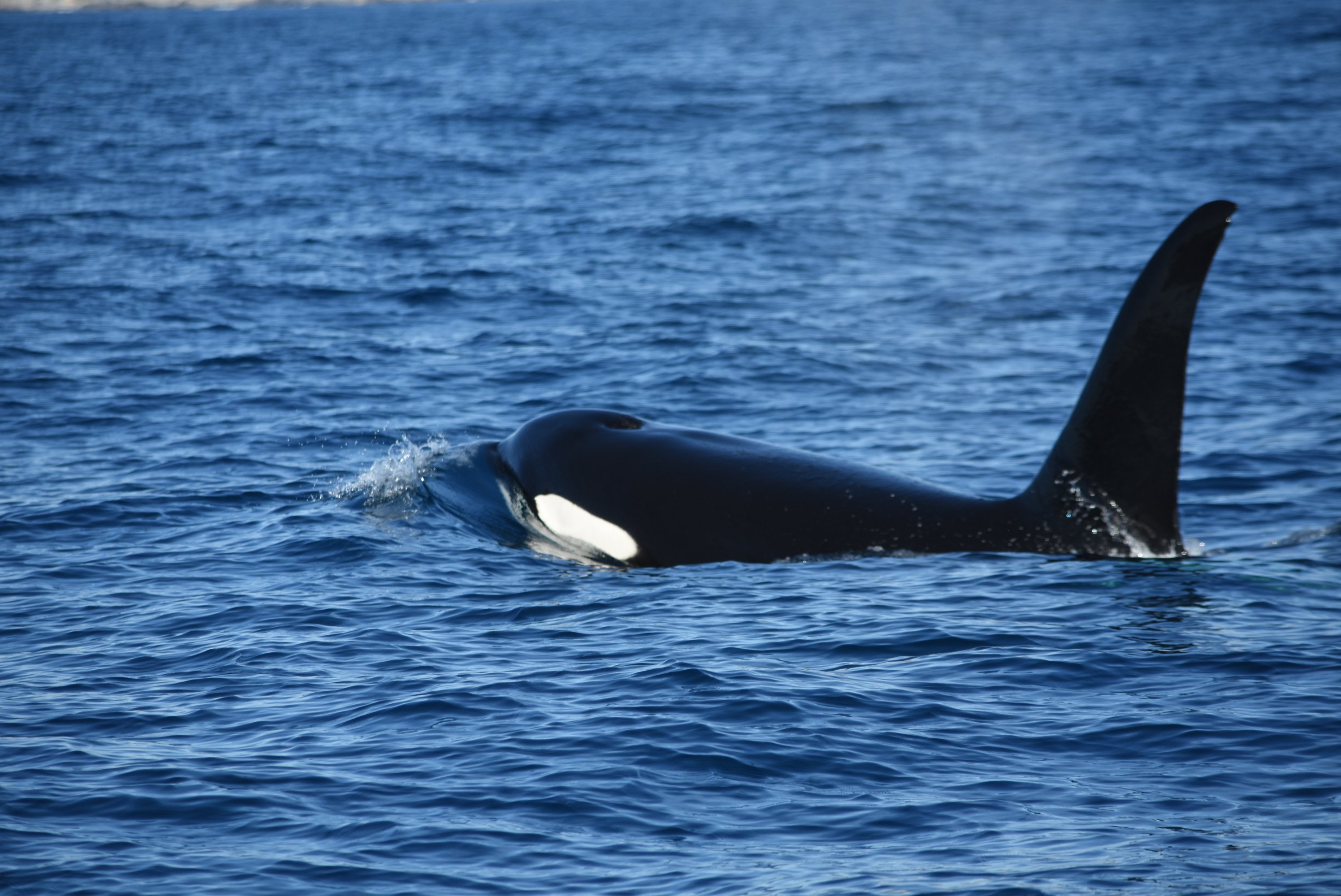 Cabo Whale Watching with All-Female Crew & Marine Biologist