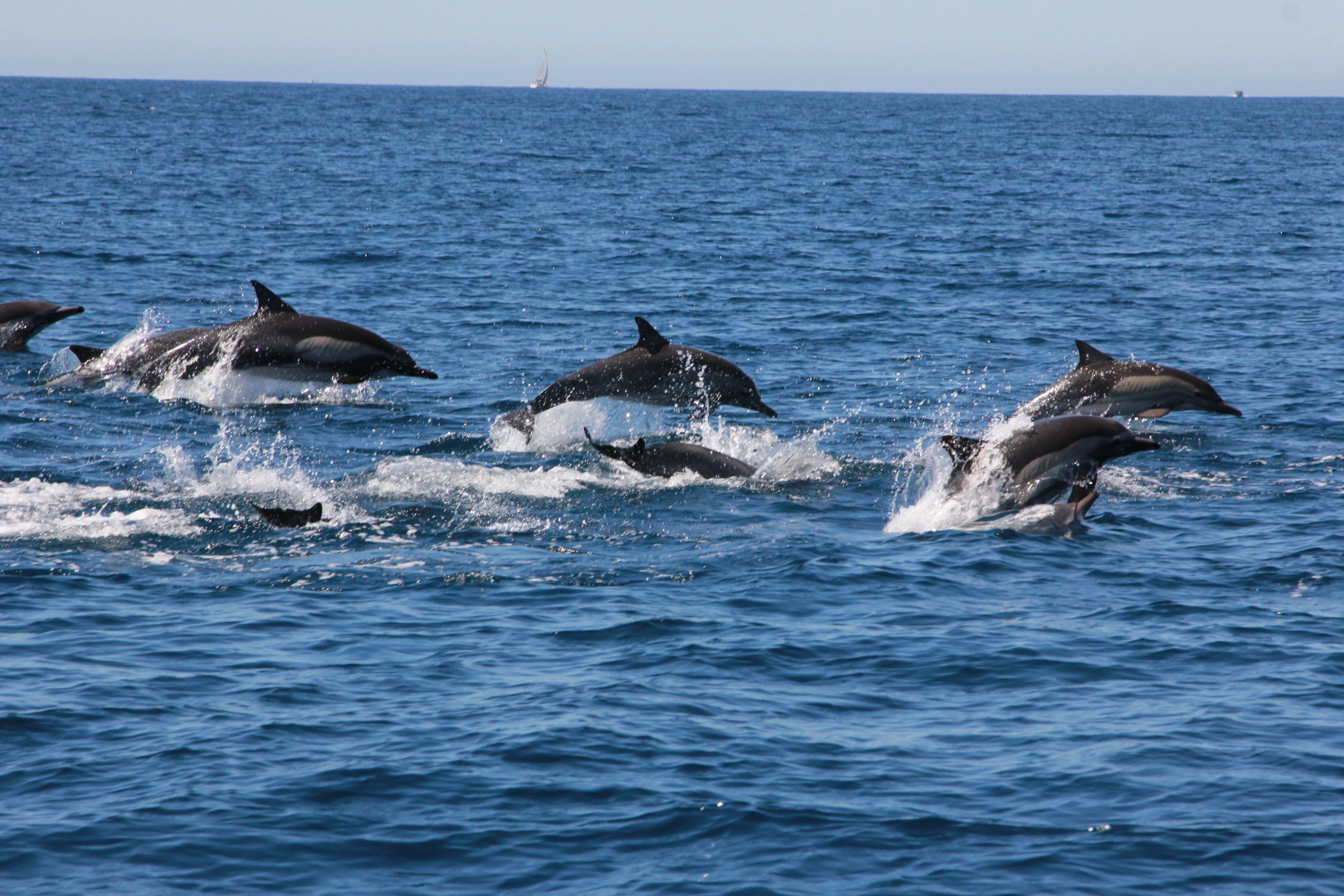 Cabo Whale Watching with All-Female Crew & Marine Biologist
