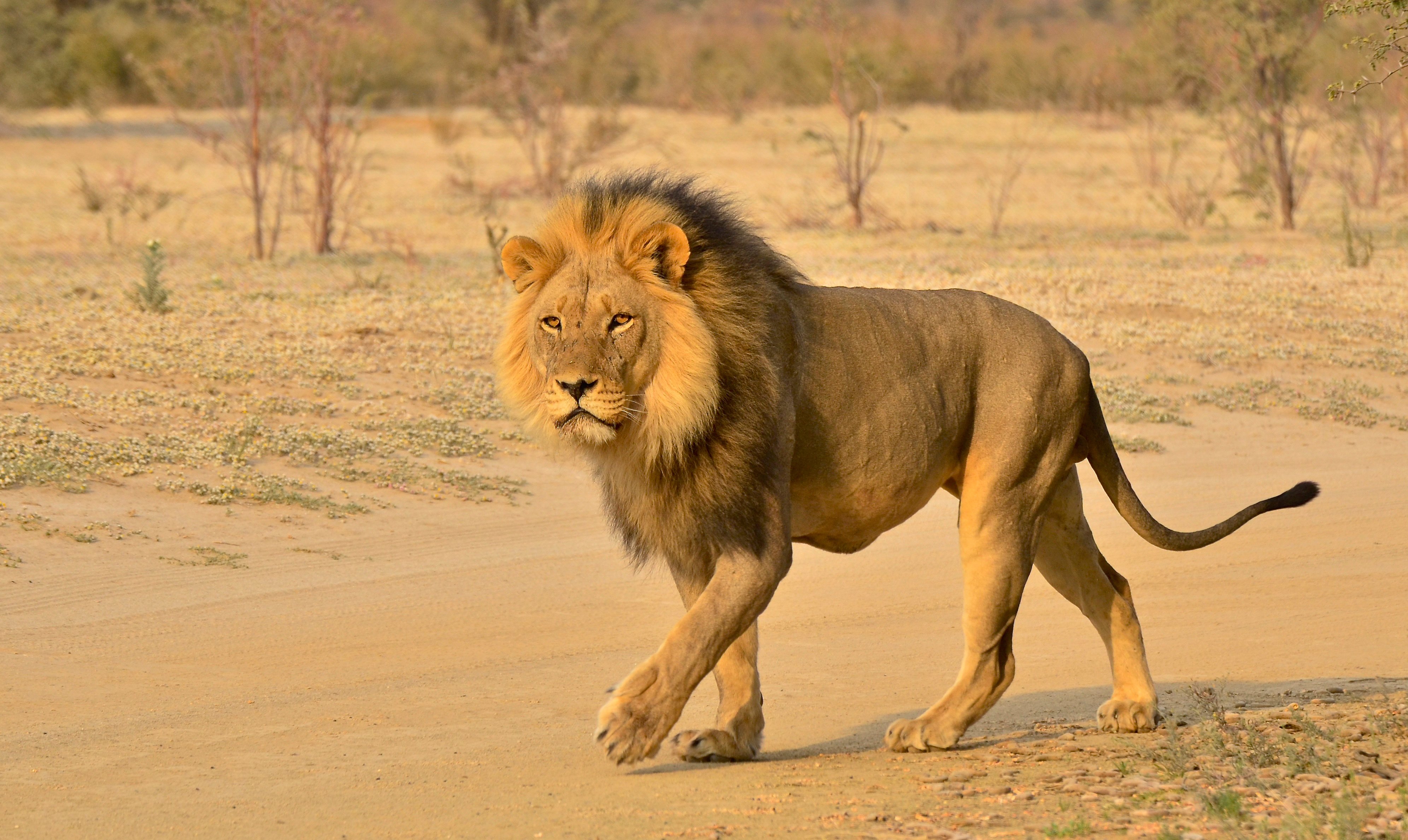 Hluhluwe-Imfolozi Safari & DumaZulu Cultural Village Full-Day Tour