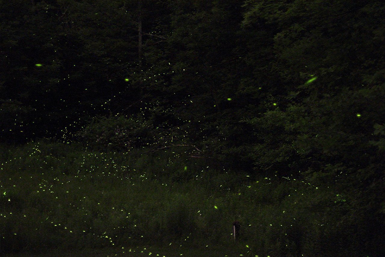 Puerto Princesa Firefly & Bioluminescence Bay Cruise with Dinner
