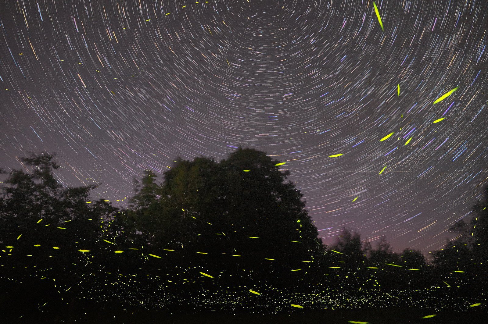 Puerto Princesa Firefly & Bioluminescence Bay Cruise with Dinner