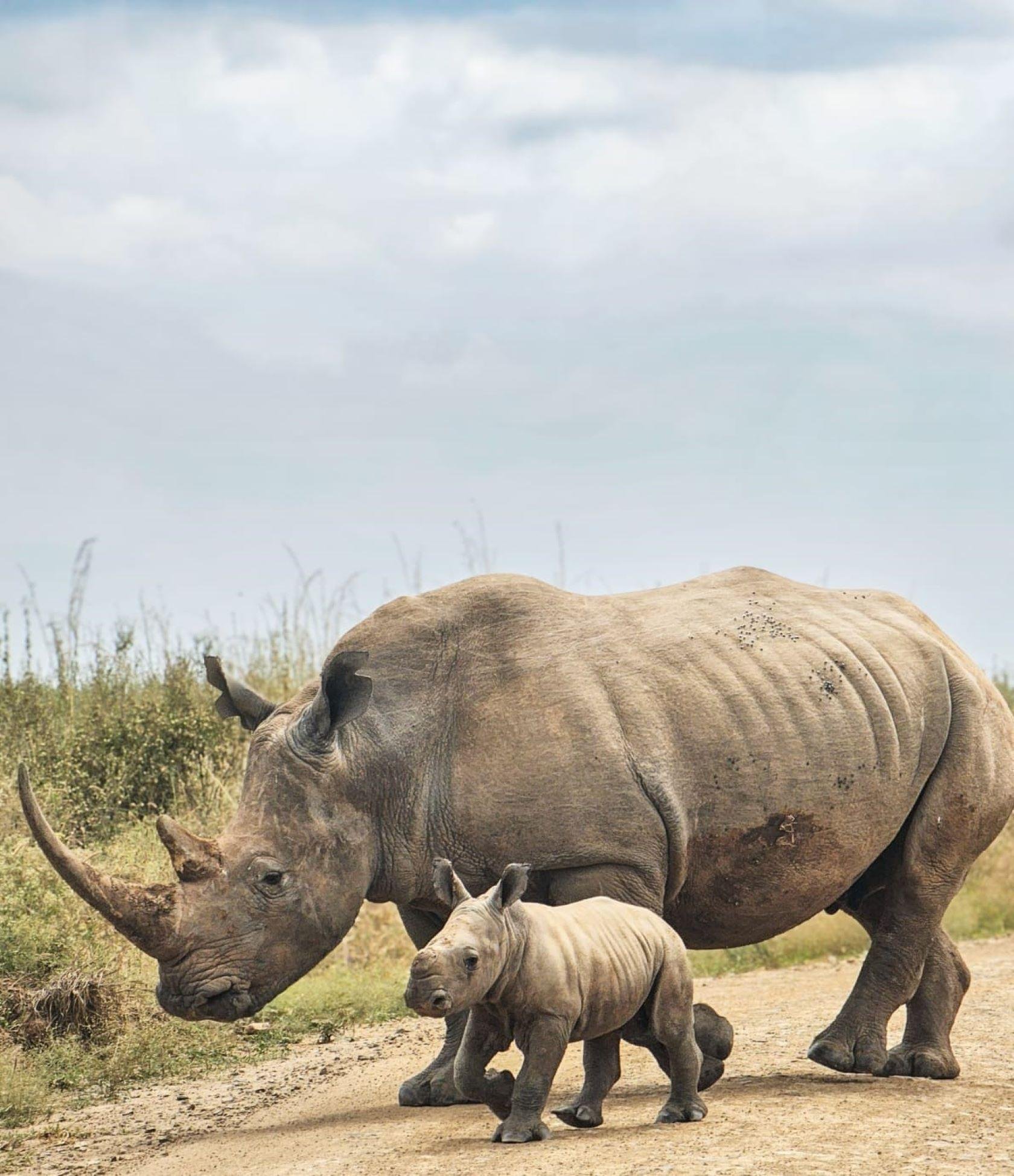 Nairobi Safari: National Park, Elephant Orphanage & Giraffe Center