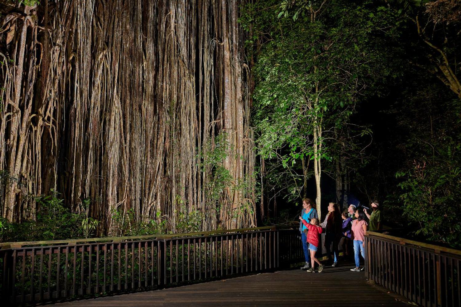 Rainforest & Nocturnal Wildlife Discovery