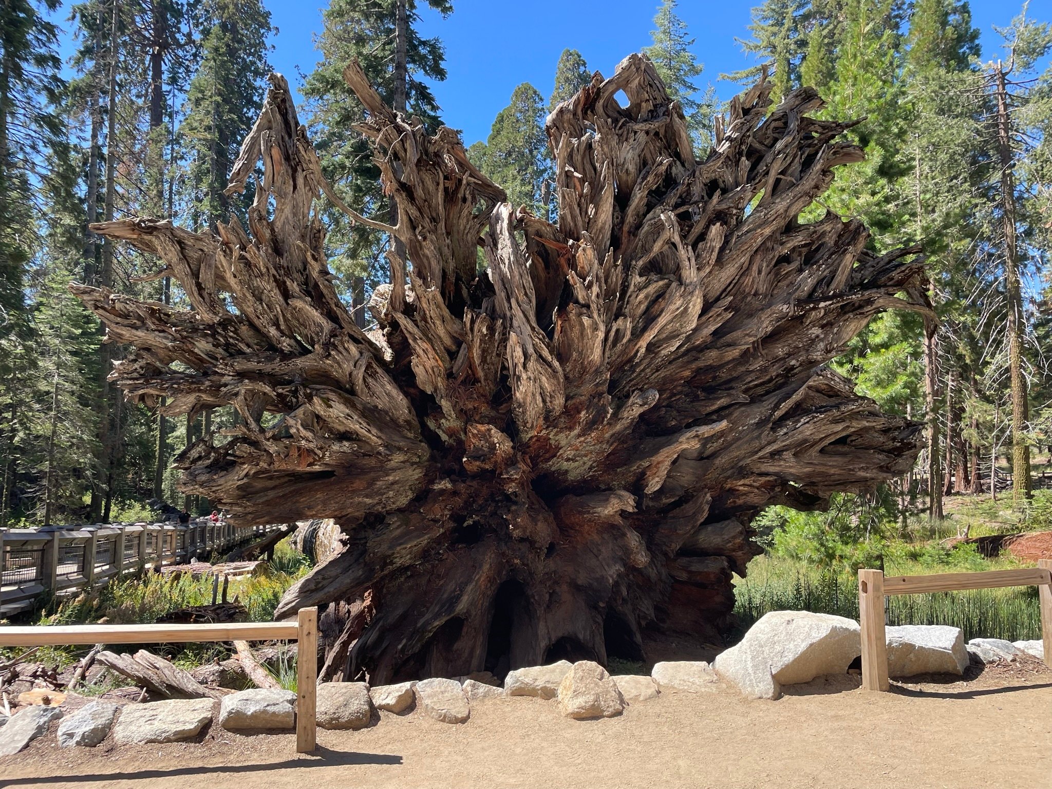 Yosemite, Giant Sequoias, Private Tour from San Francisco