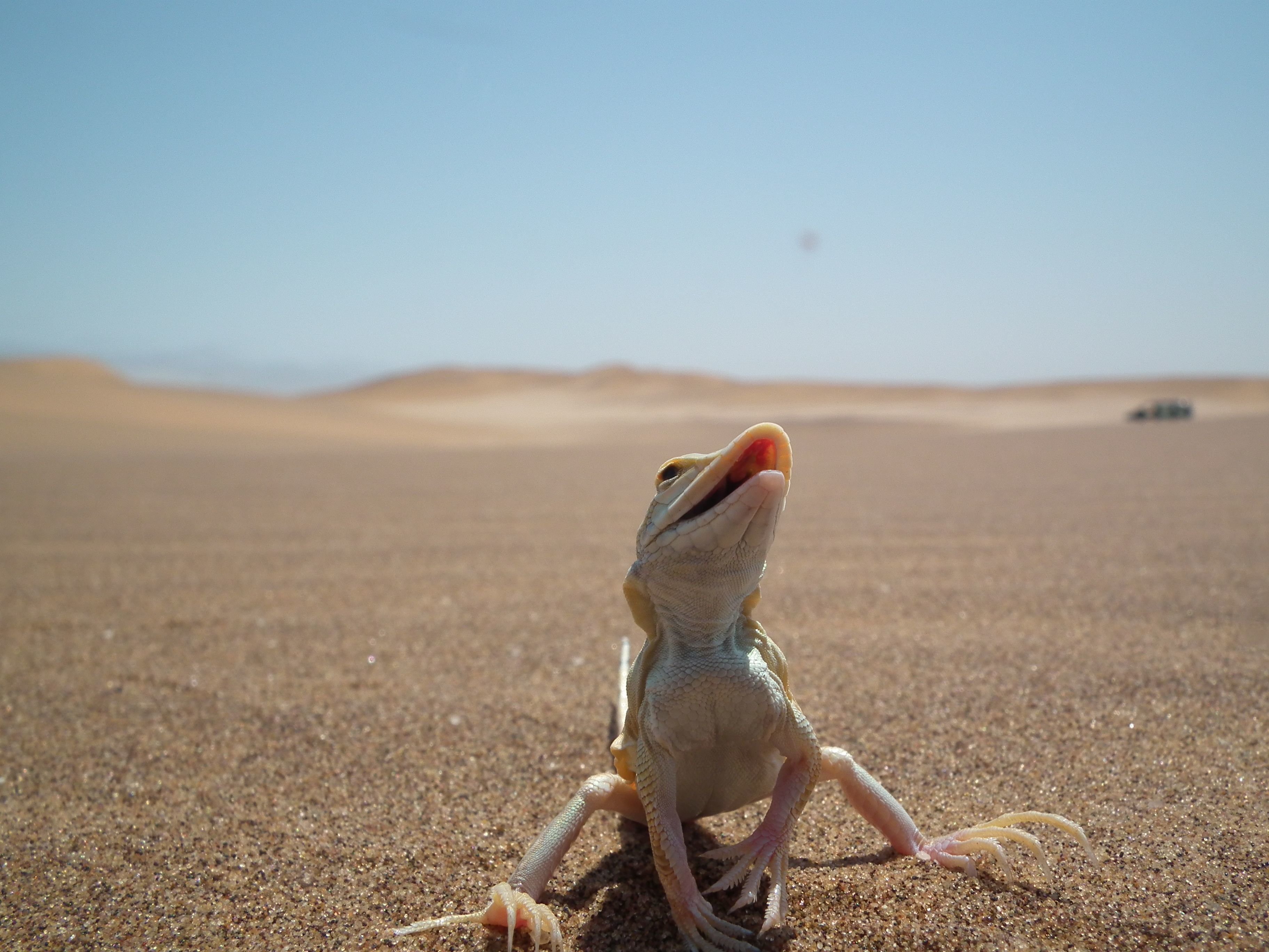 Living Dunes Desert Safari from Swakopmund