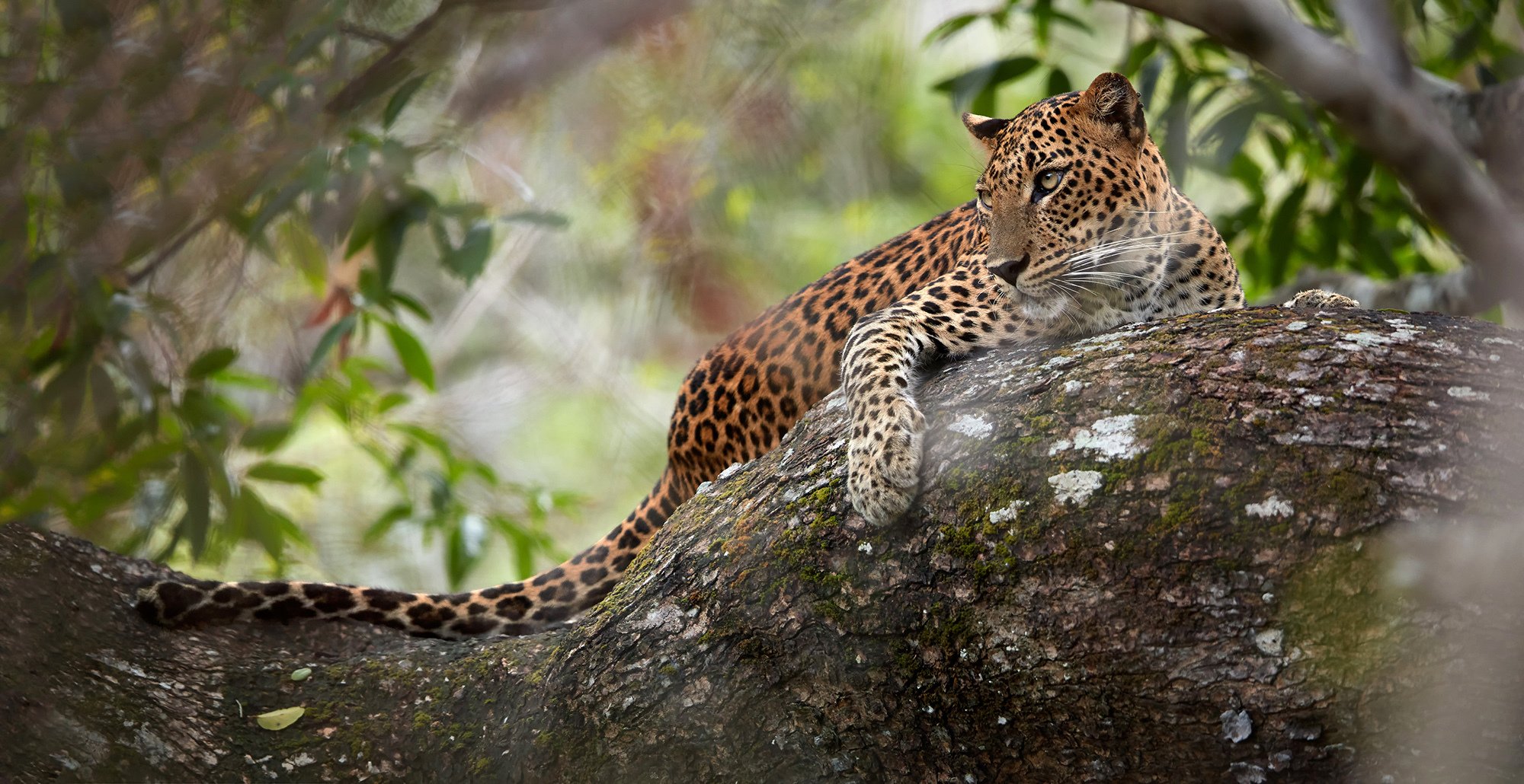 Wilpattu National Park Safari Adventure from Colombo