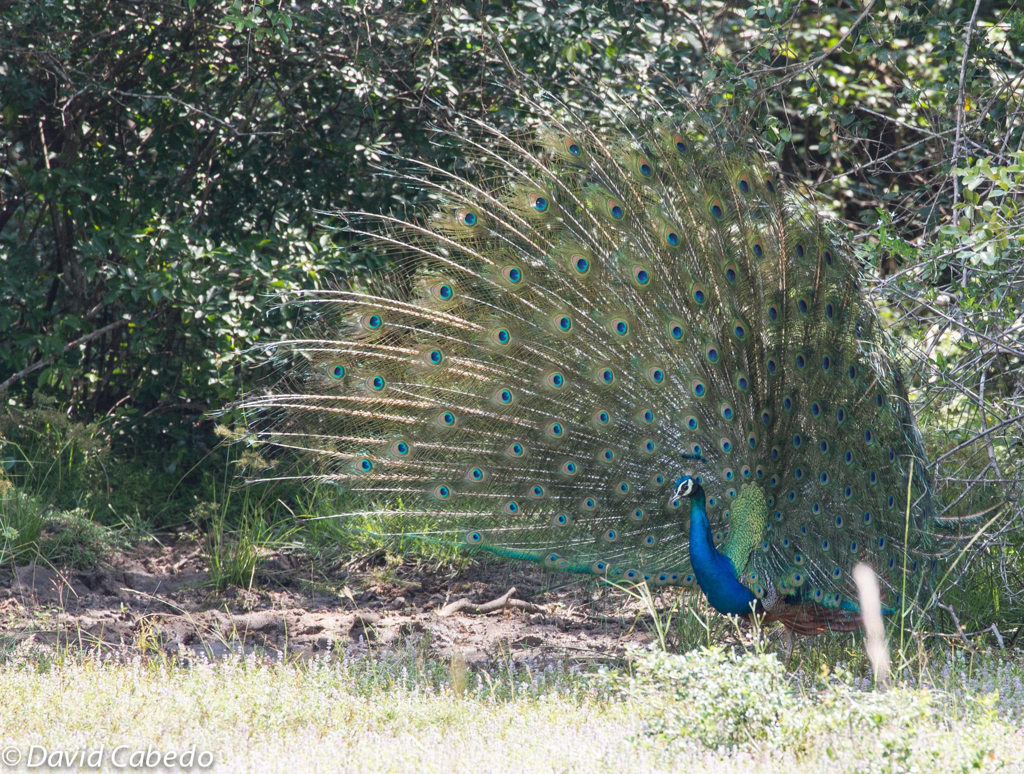 Wilpattu National Park Safari Adventure from Colombo