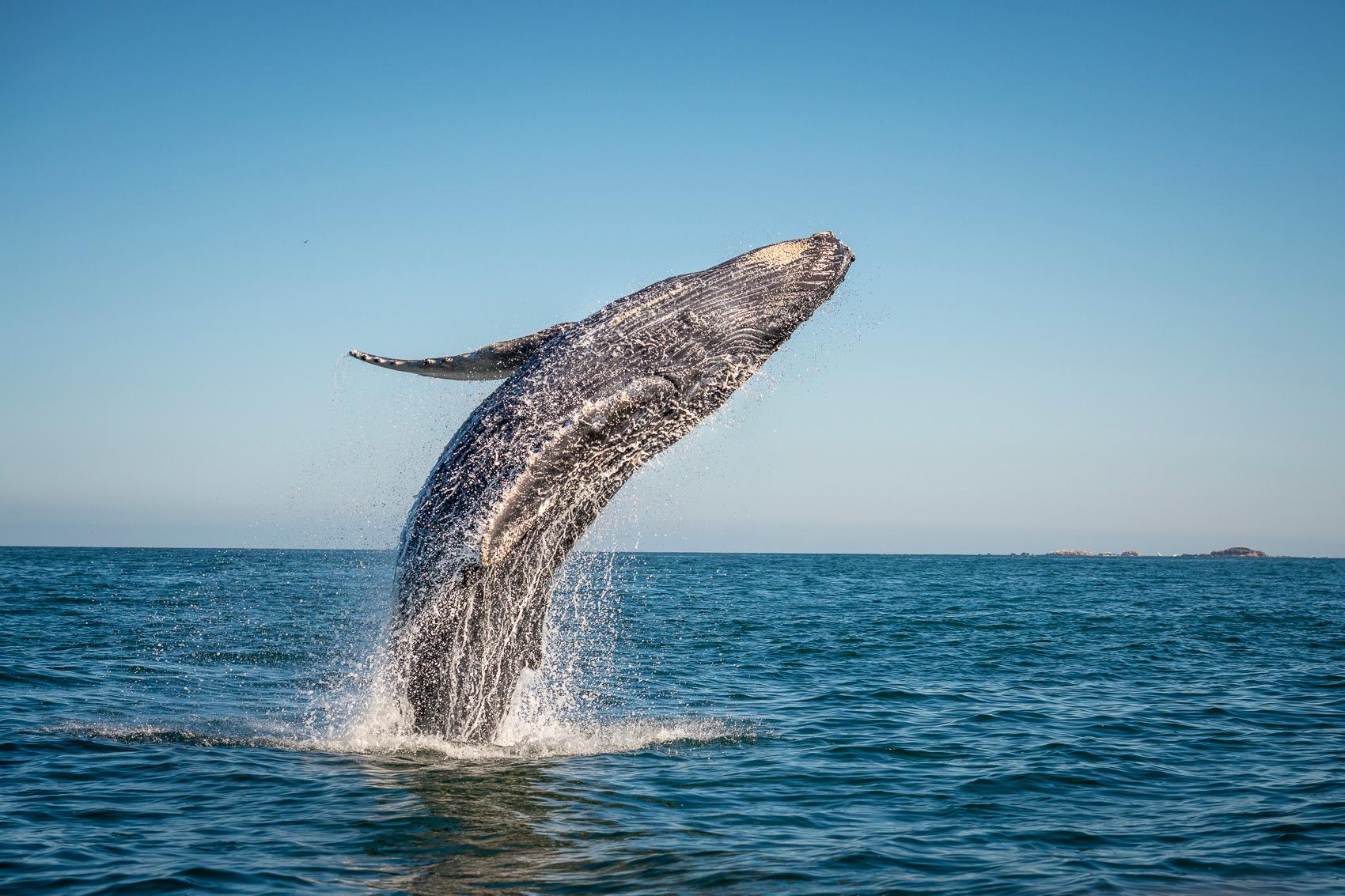 Afternoon Humpback Whale Watch from Ma'alaea Harbor