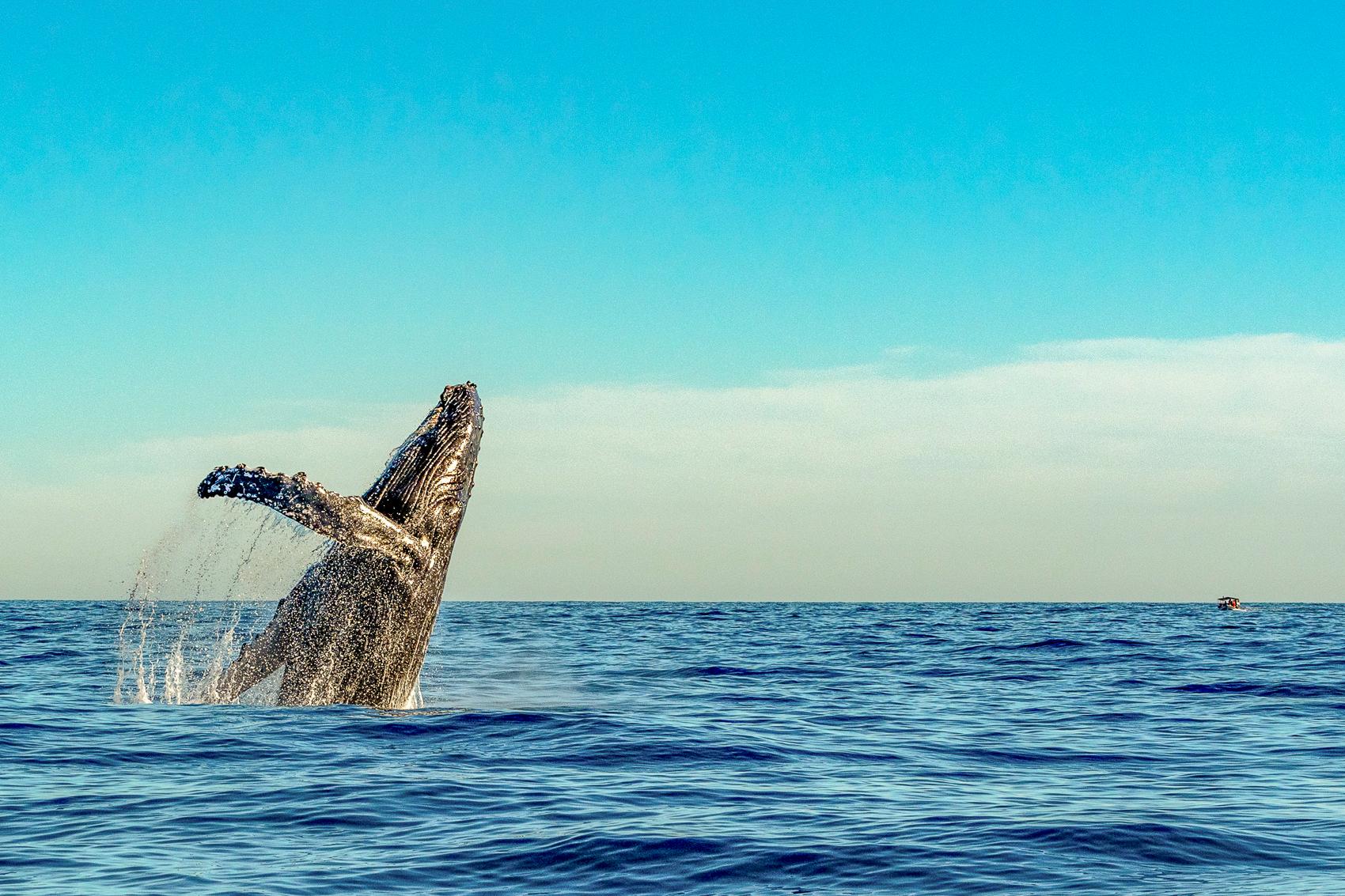 Kailua-Kona: Whale Watching Cruise on the Big Island - 2026 (Verified Reviews)