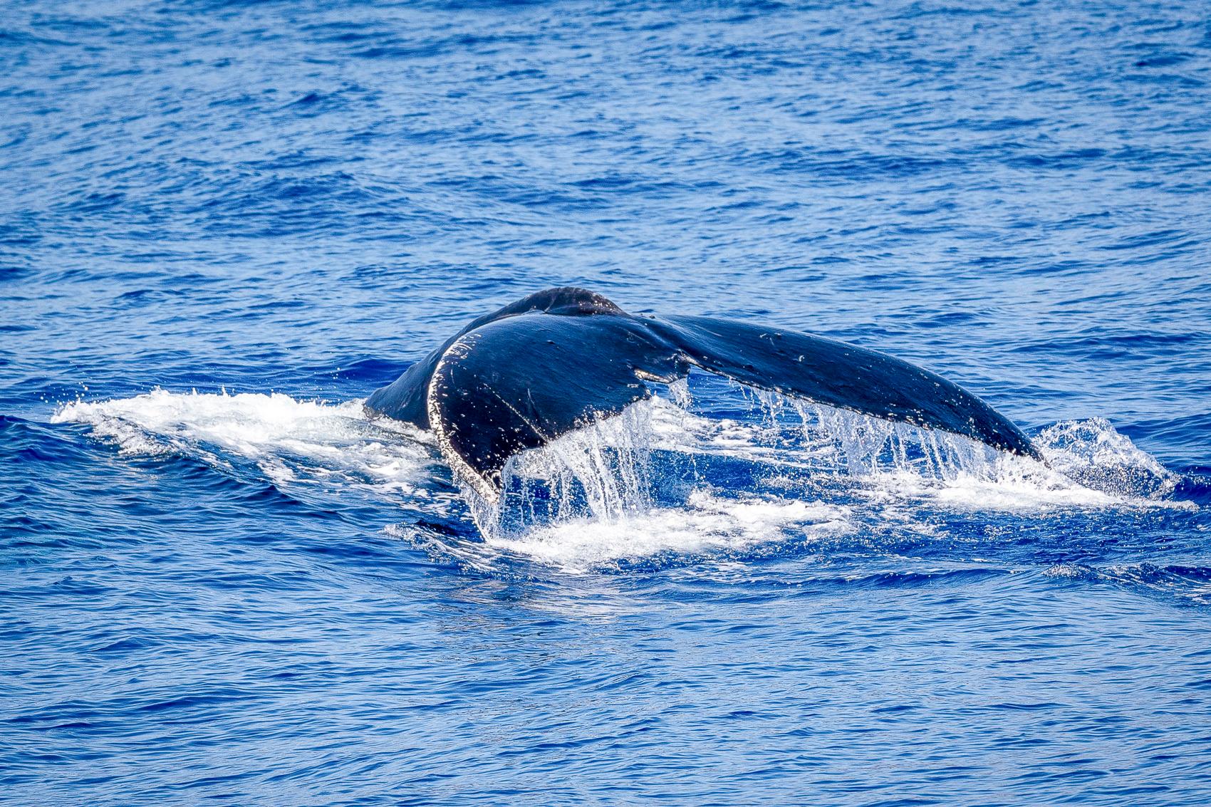 Kailua-Kona: Whale Watching Cruise on the Big Island - 2026 (Verified Reviews)