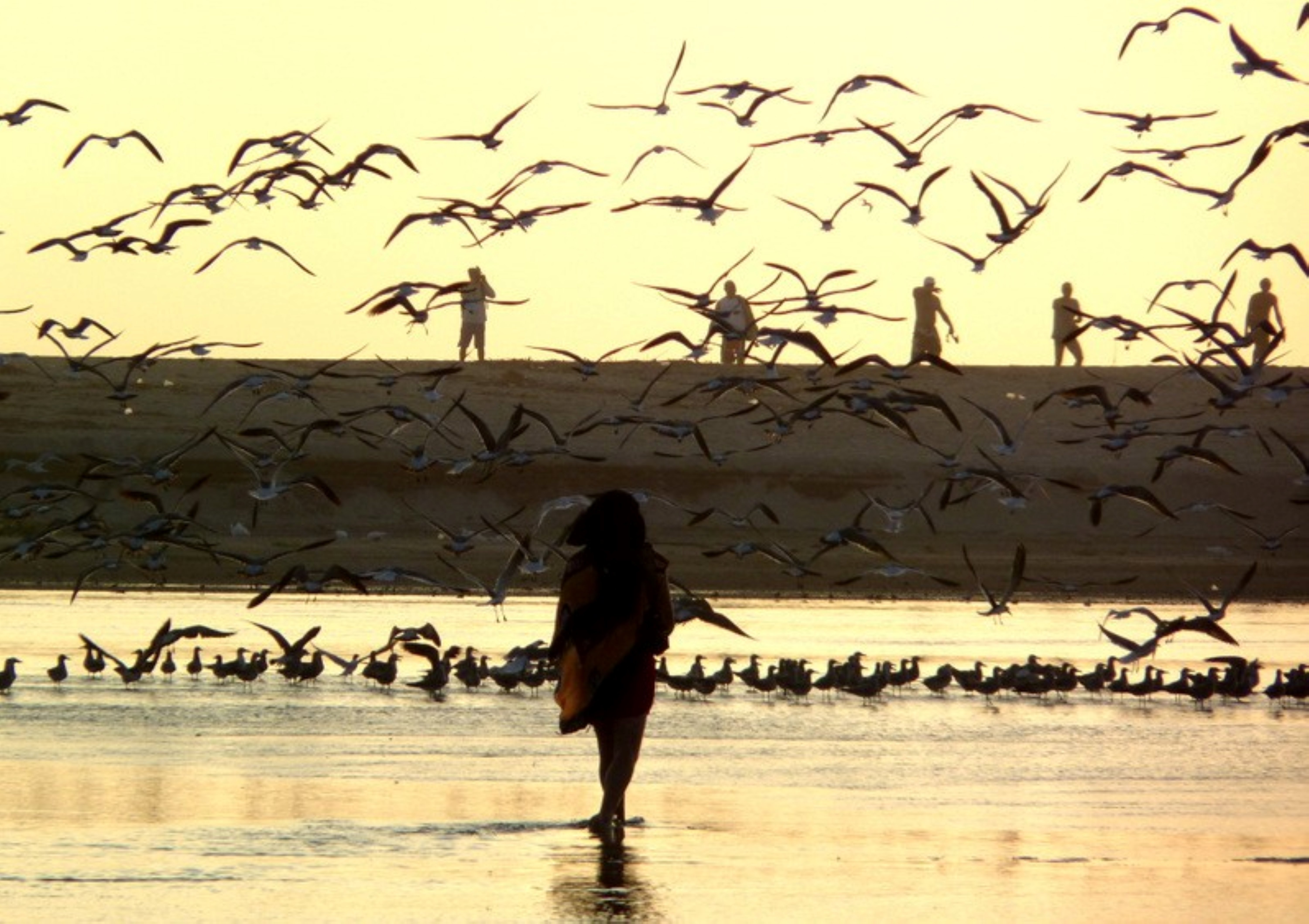 Manialtepec Lagoon Birdwatching Boat Excursion