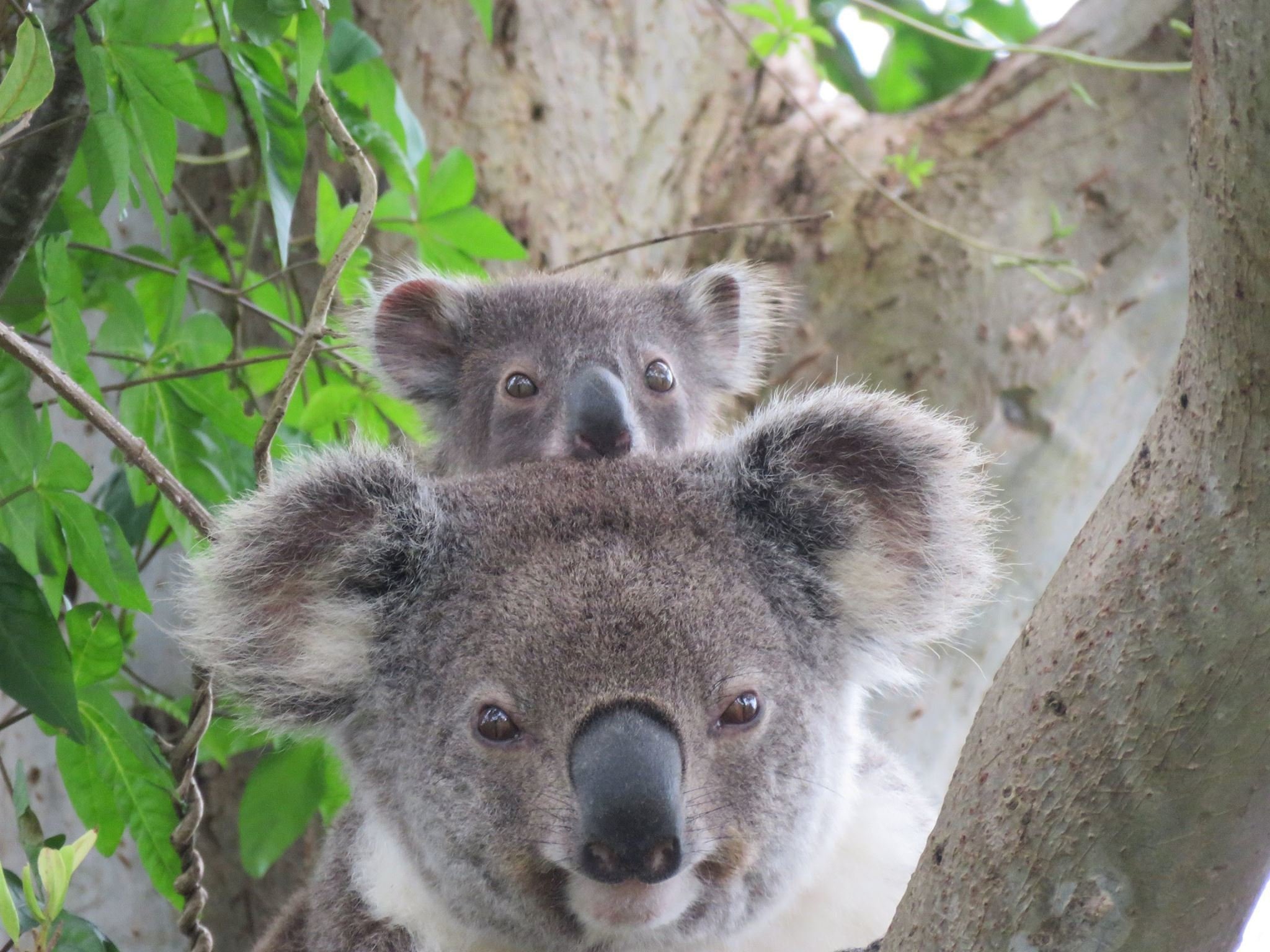 Byron Bay Wildlife Safari