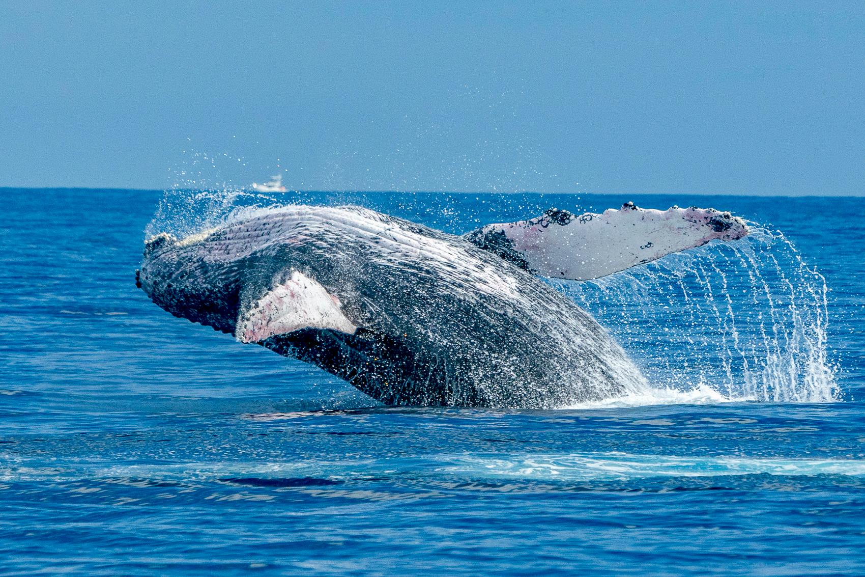 Ma'alaea Harbor Humpback Whale Watching Catamaran