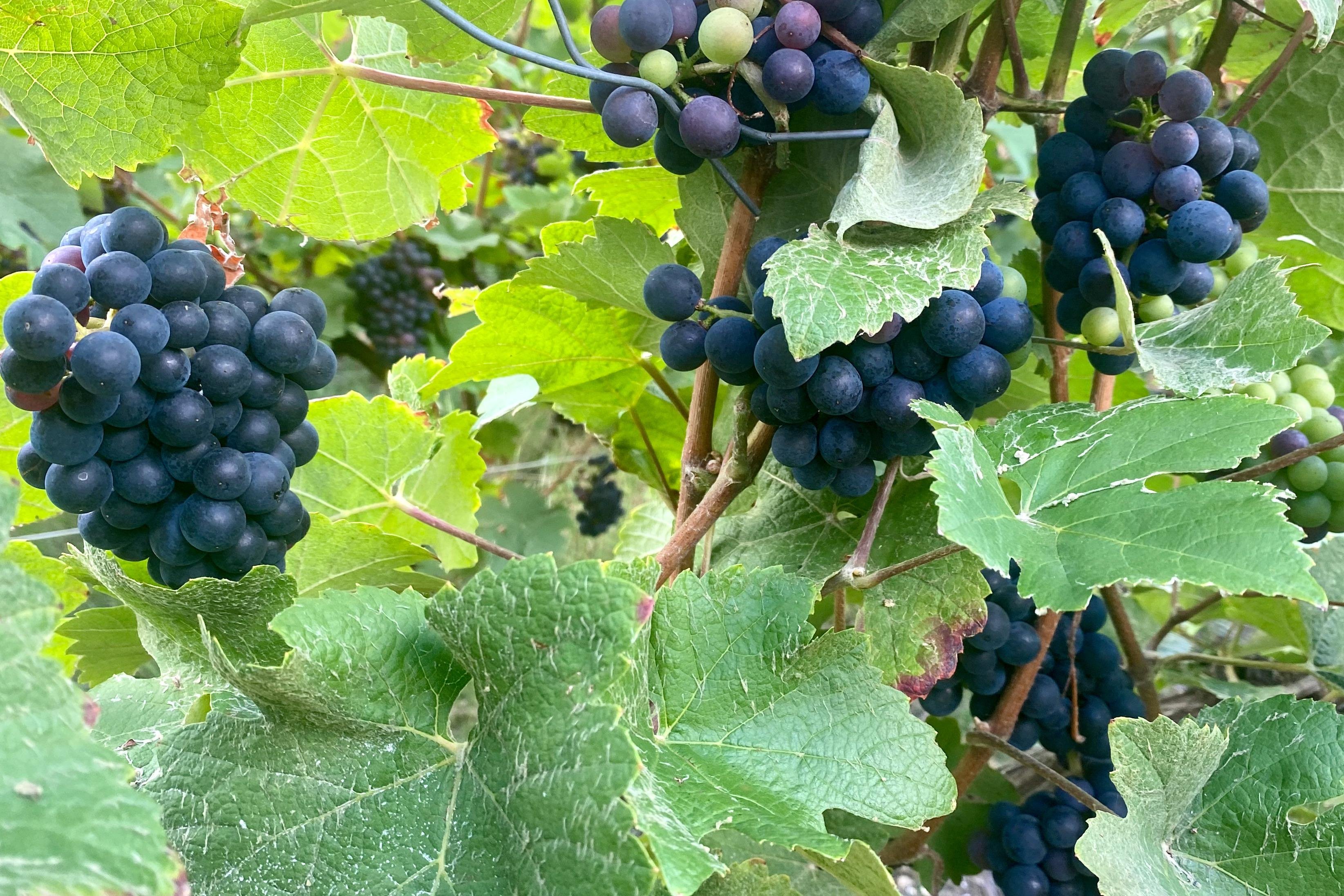 Private Champagne tour — Mercedes V-Class, riddling racks, grower vigneron lunch, 9-glass tasting — image 4