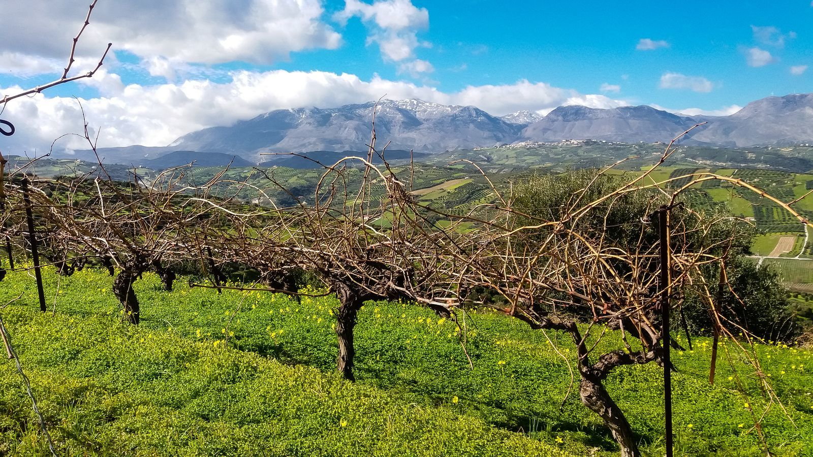 wine tour in Crete — photo 5