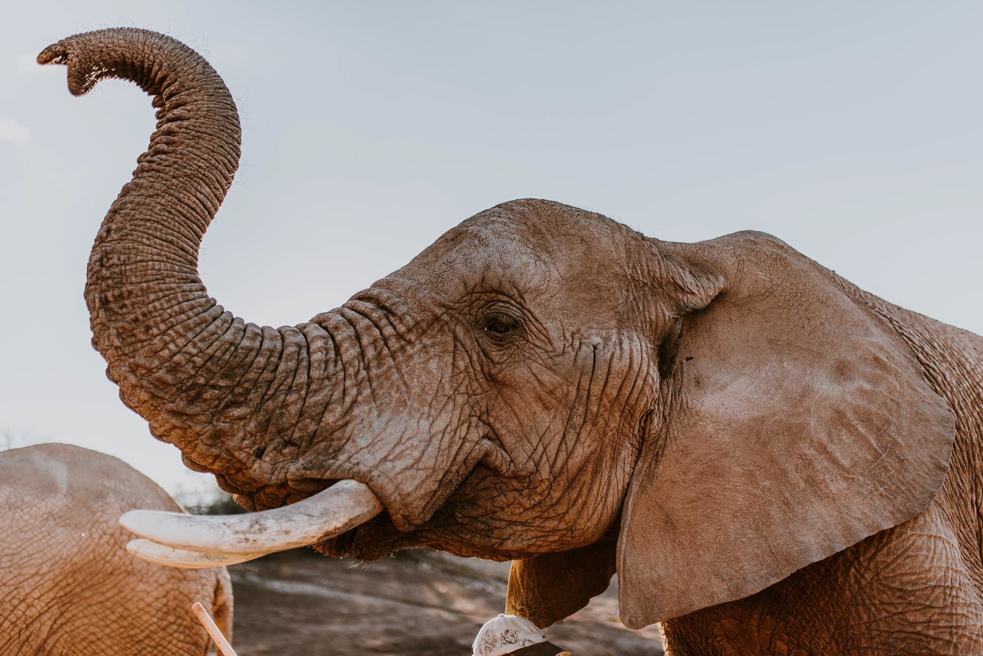 Cape Town: 2-Day Garden Route Safari & Luxury Glamping Experience