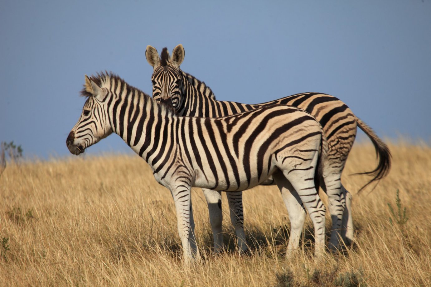 Cape Town: 2-Day Garden Route Safari & Luxury Glamping Experience