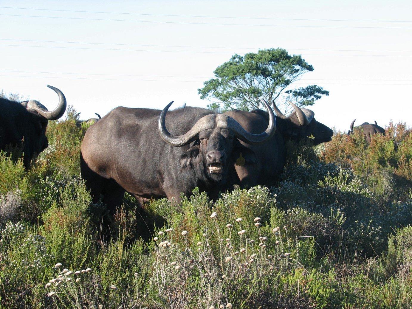 Cape Town: 2-Day Garden Route Safari & Luxury Glamping Experience