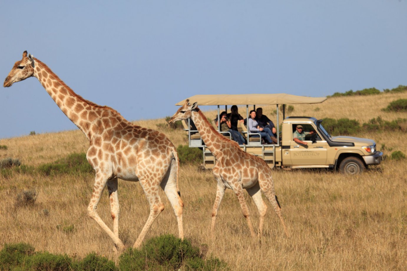 Cape Town: 2-Day Garden Route Safari & Luxury Glamping Experience
