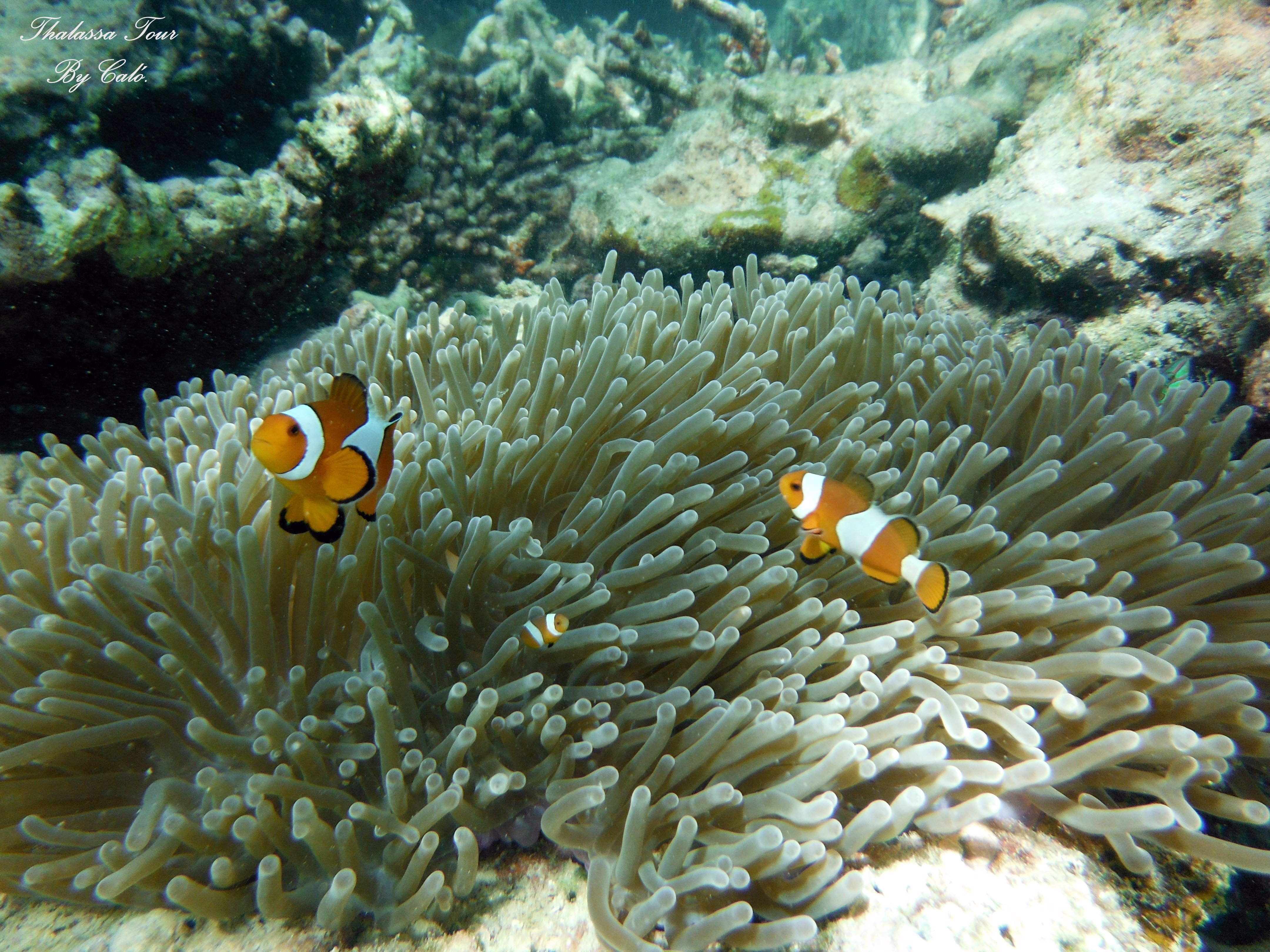 Krabi: Semi-Private Speedboat Tour to James Bond & Hong Islands