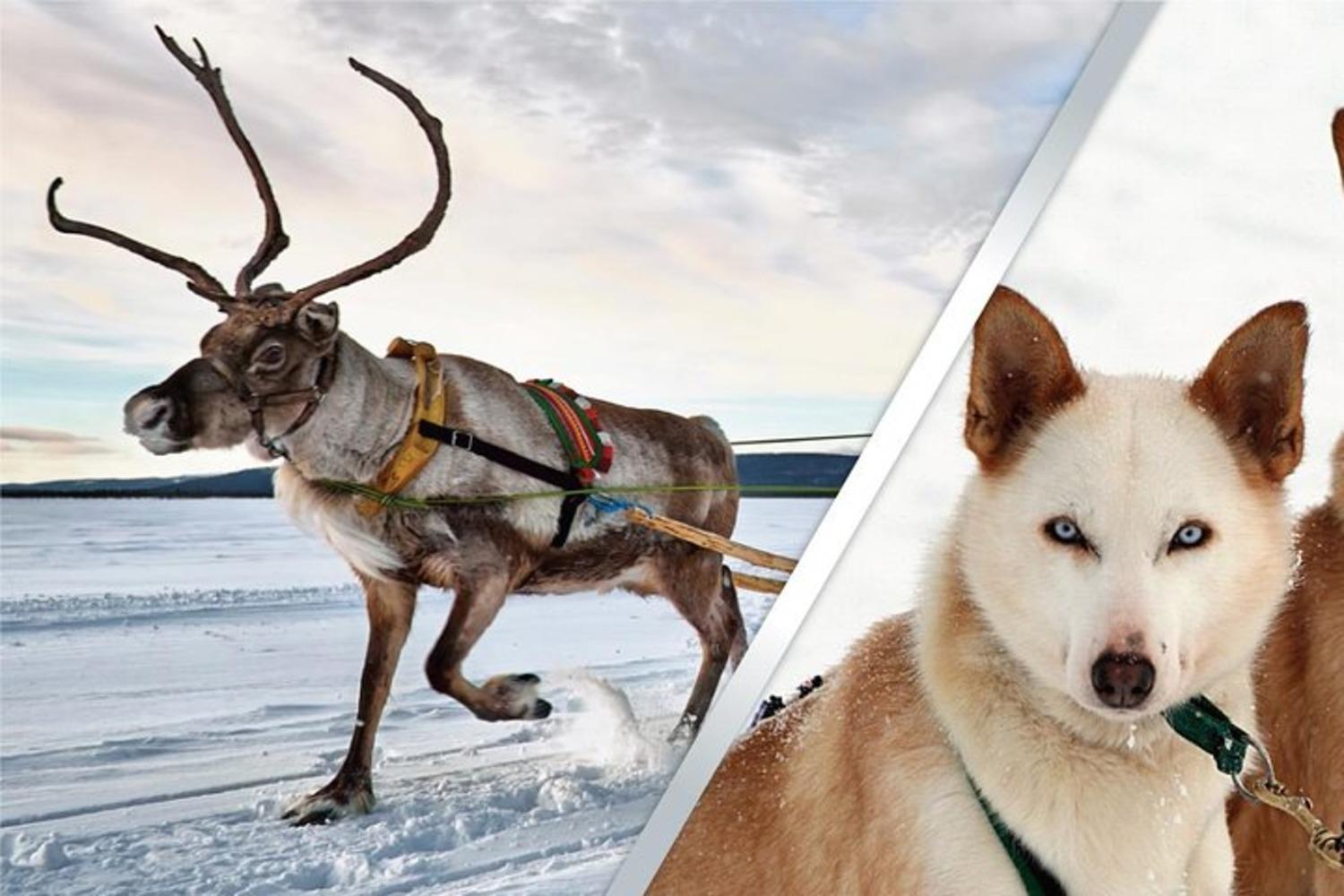 Lapland Reindeer Farm & Husky Sledding Safari