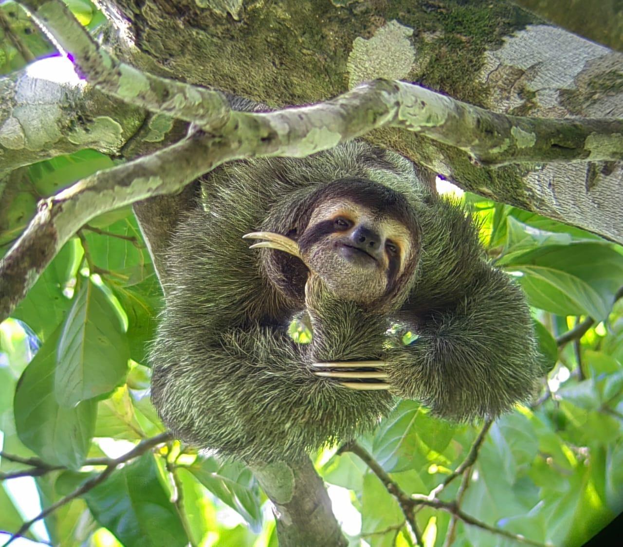 Manuel Antonio National Park: Wildlife Guided Tour with Entrance Fee