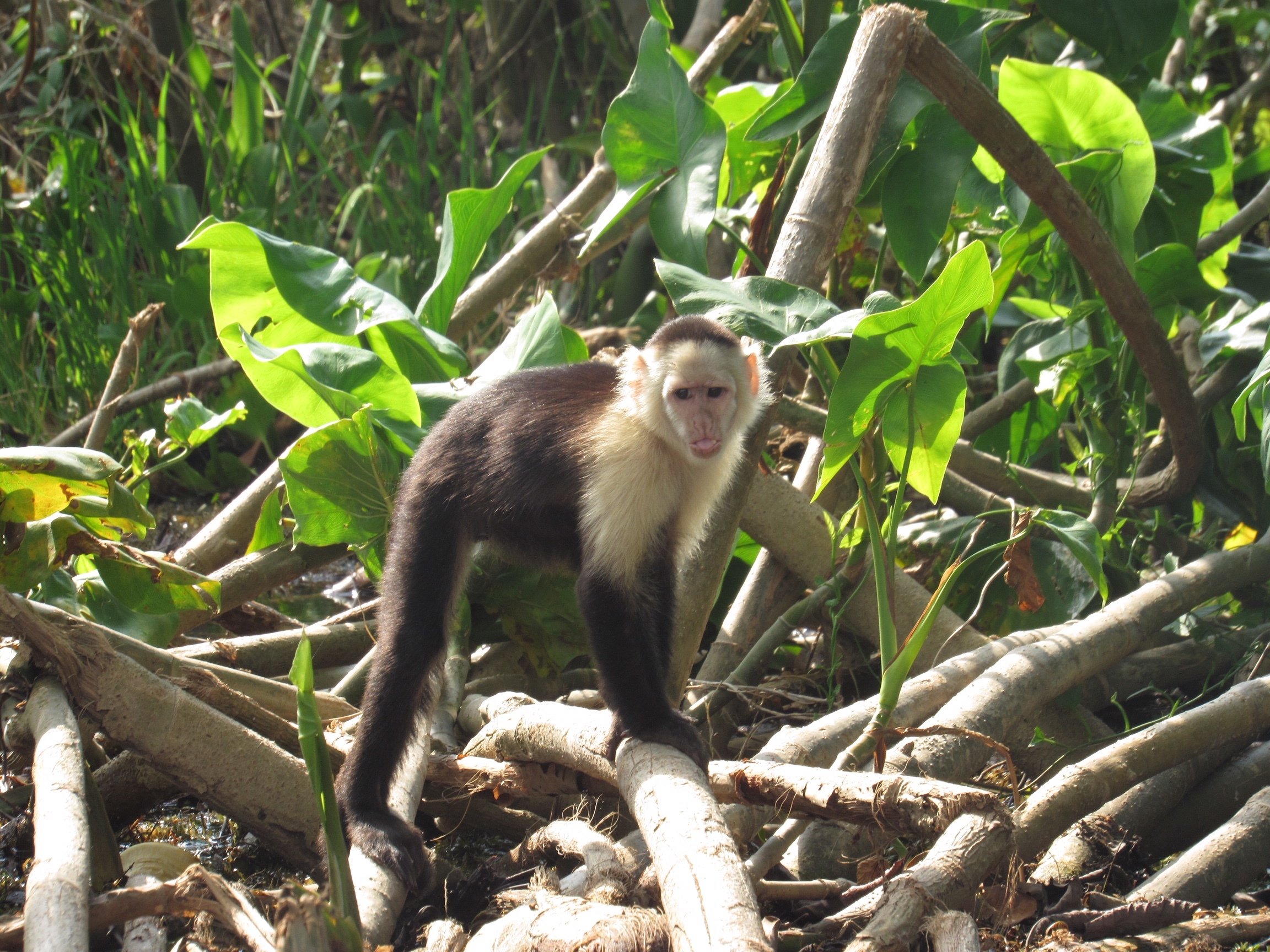 Gatun Lake Wildlife & Monkey Island Boat Adventure