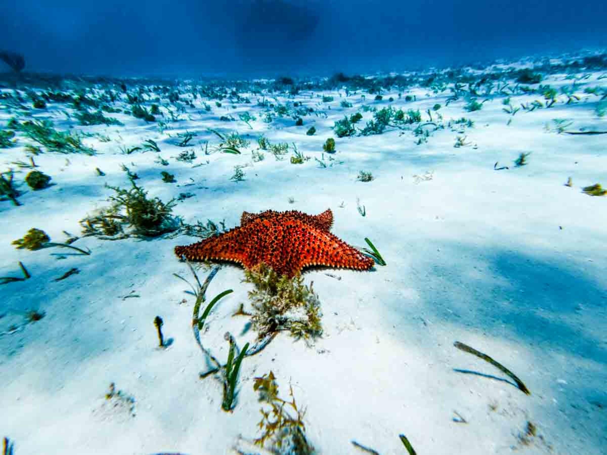 El Cielo Snorkeling: Starfish Paradise & Fresh Ceviche