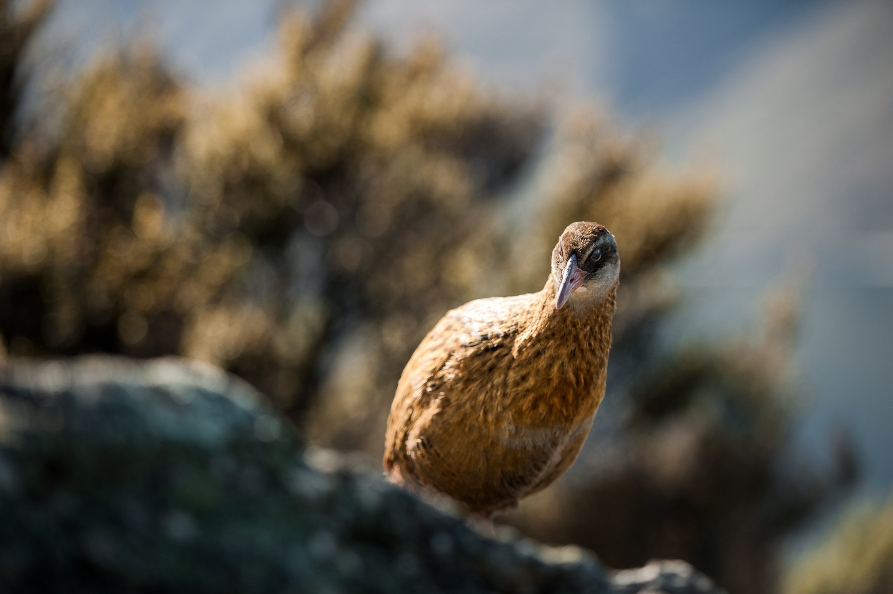 South Island guided tour photo — image 9