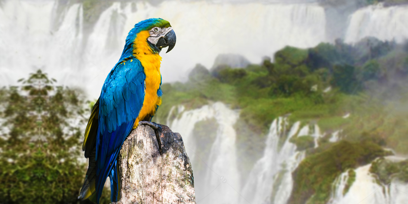Brazilian Falls & Bird Park Full-Day Adventure