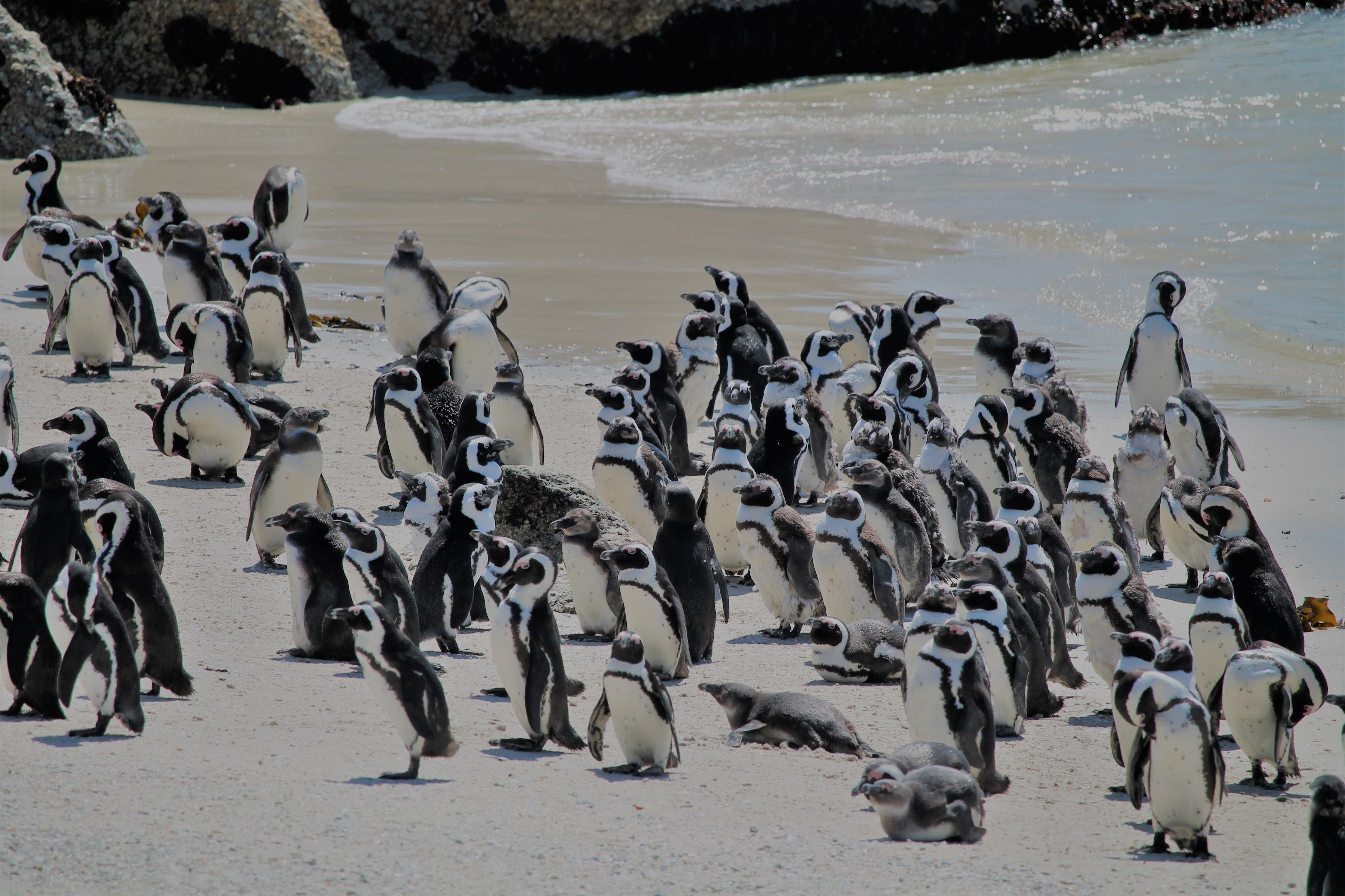 Cape Point & Boulders Beach Full-Day Tour from Cape Town