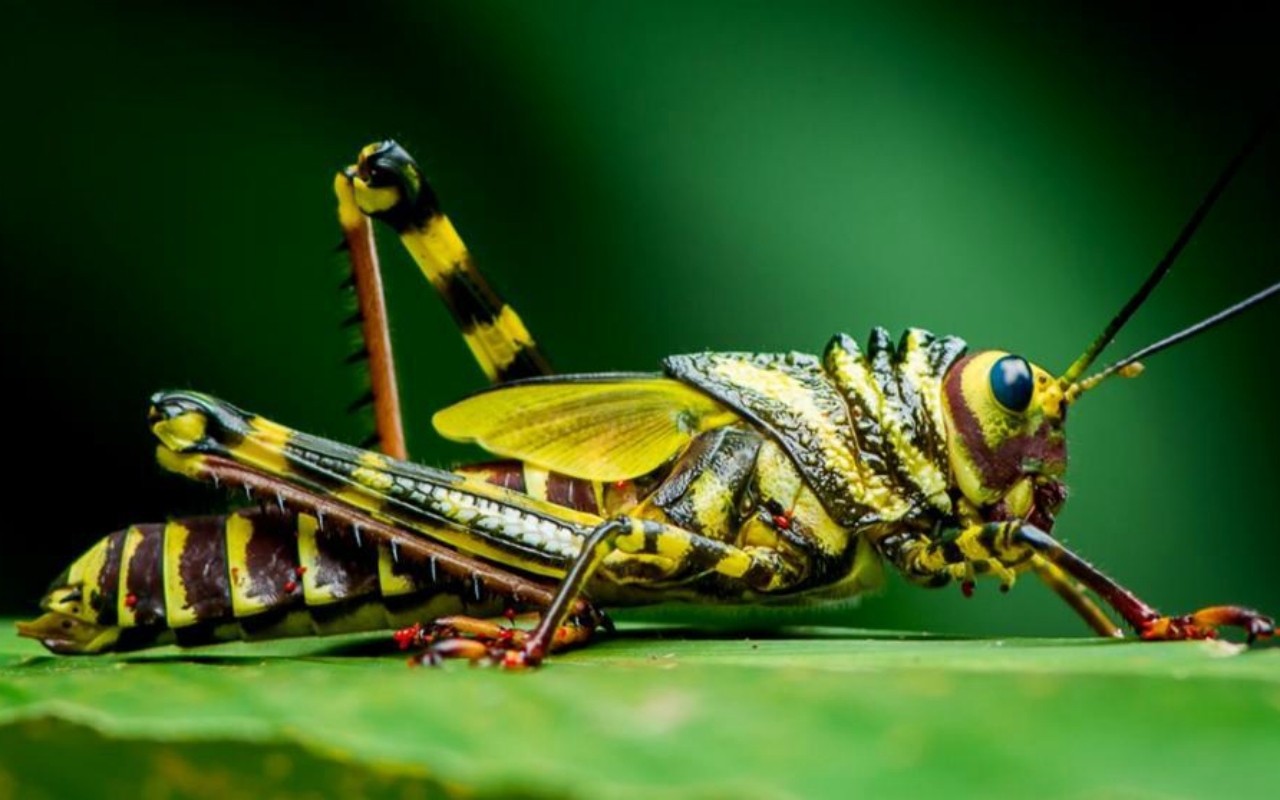 Manuel Antonio National Park: Guided Nature Tour with Entry Ticket