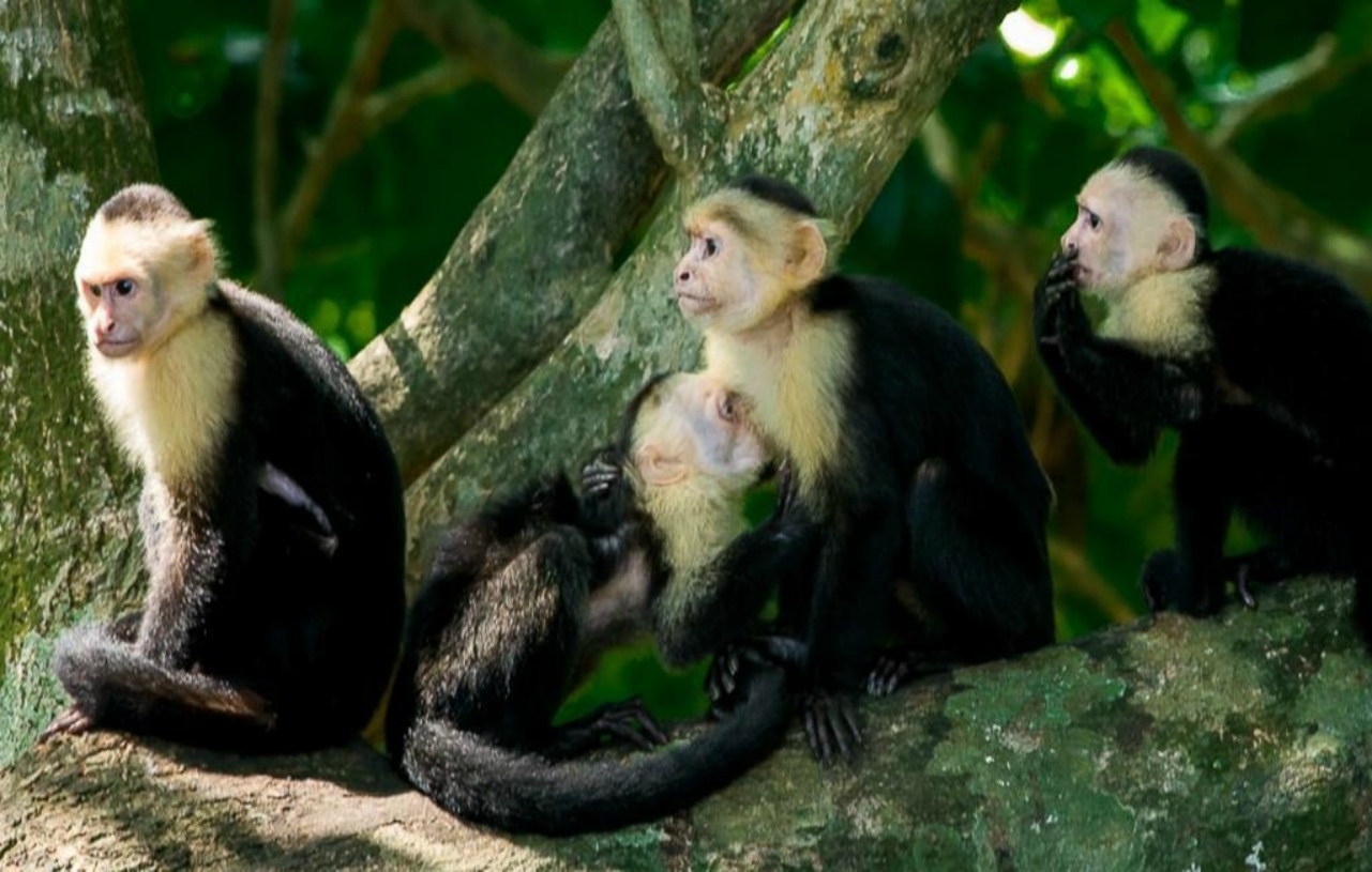 Manuel Antonio National Park: Guided Nature Tour with Entry Ticket