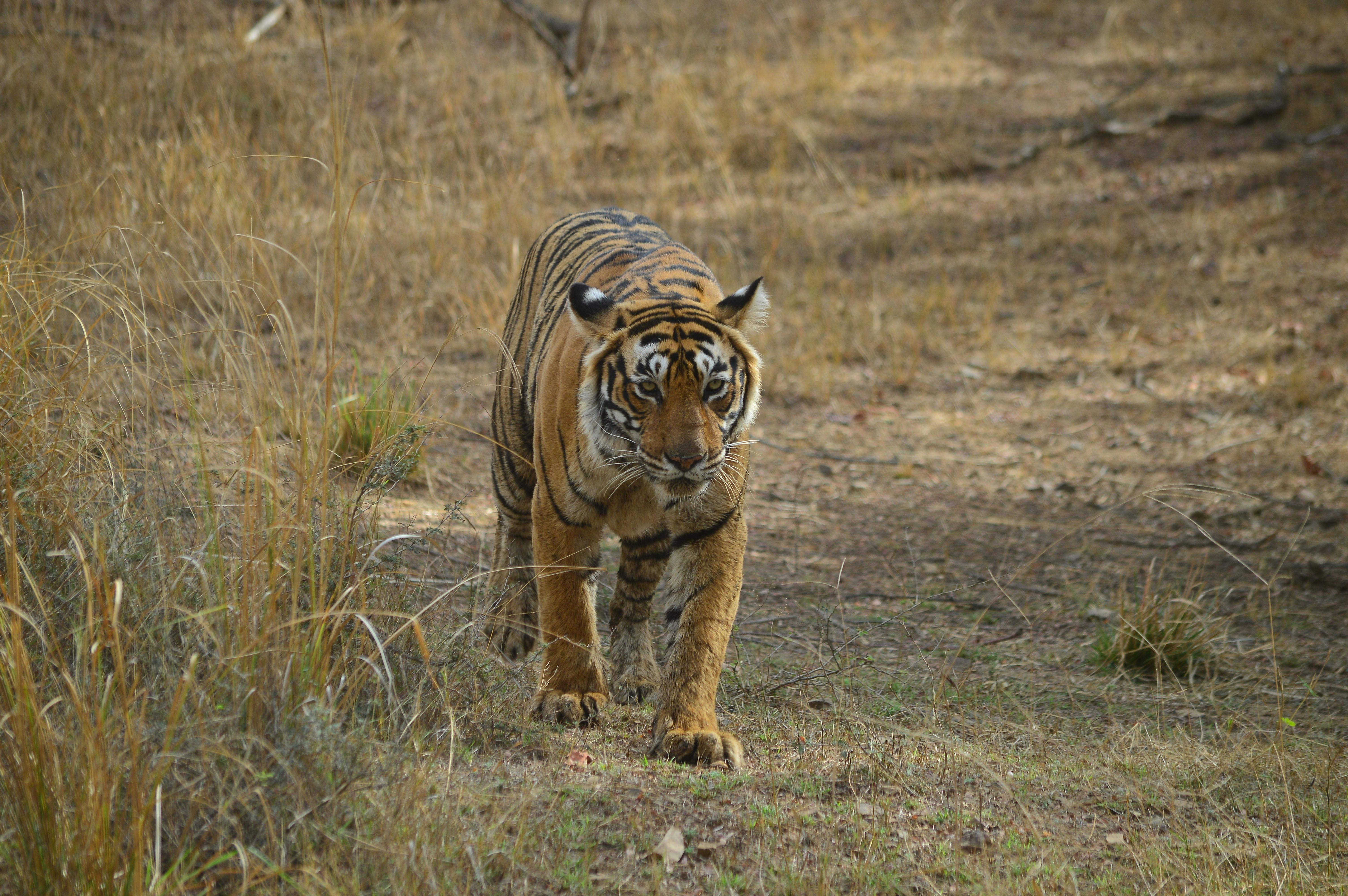 3-Day Ranthambore Tiger Safari Expedition from Delhi