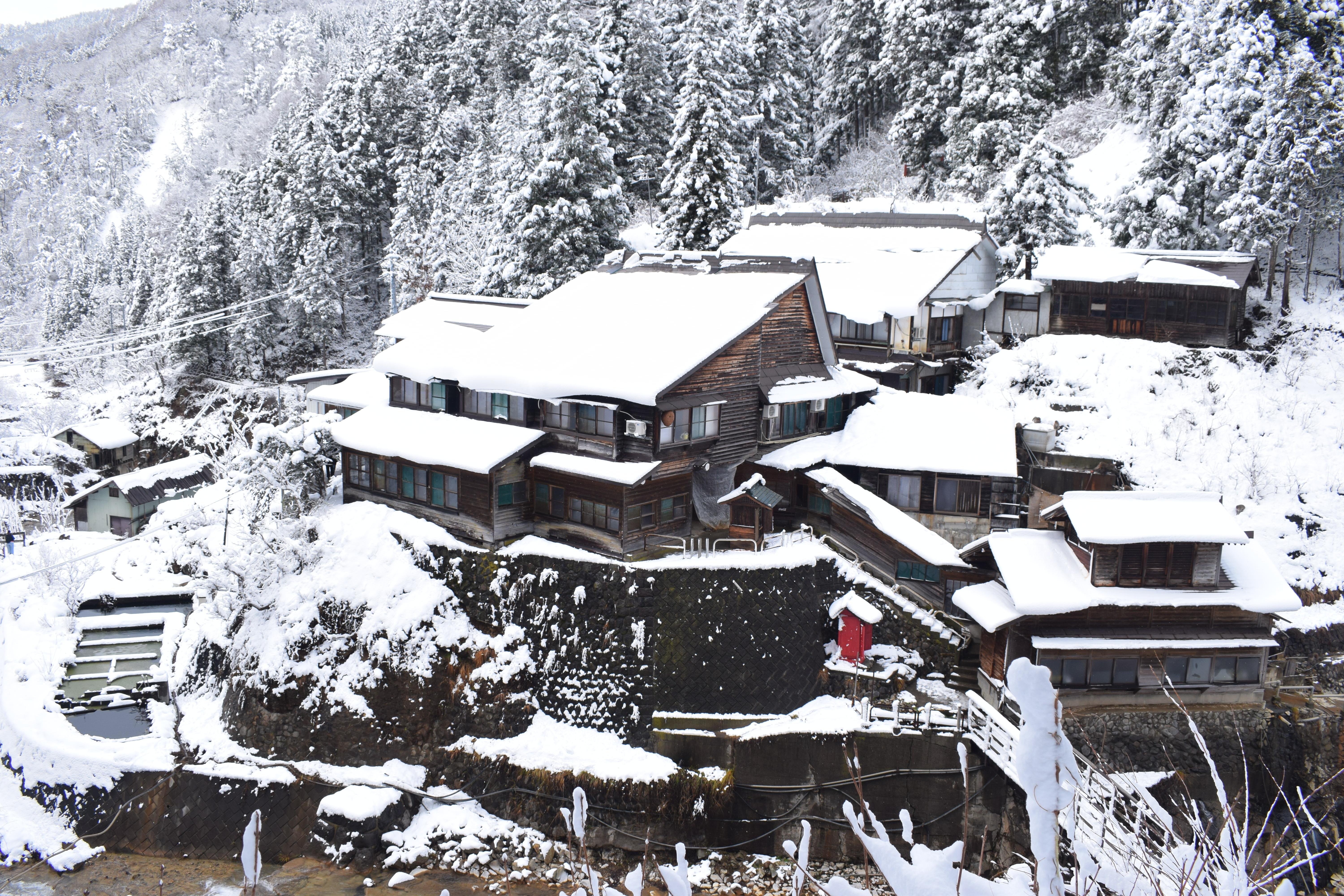 Nagano Snow Monkeys & Hidden Gems Private Day Tour