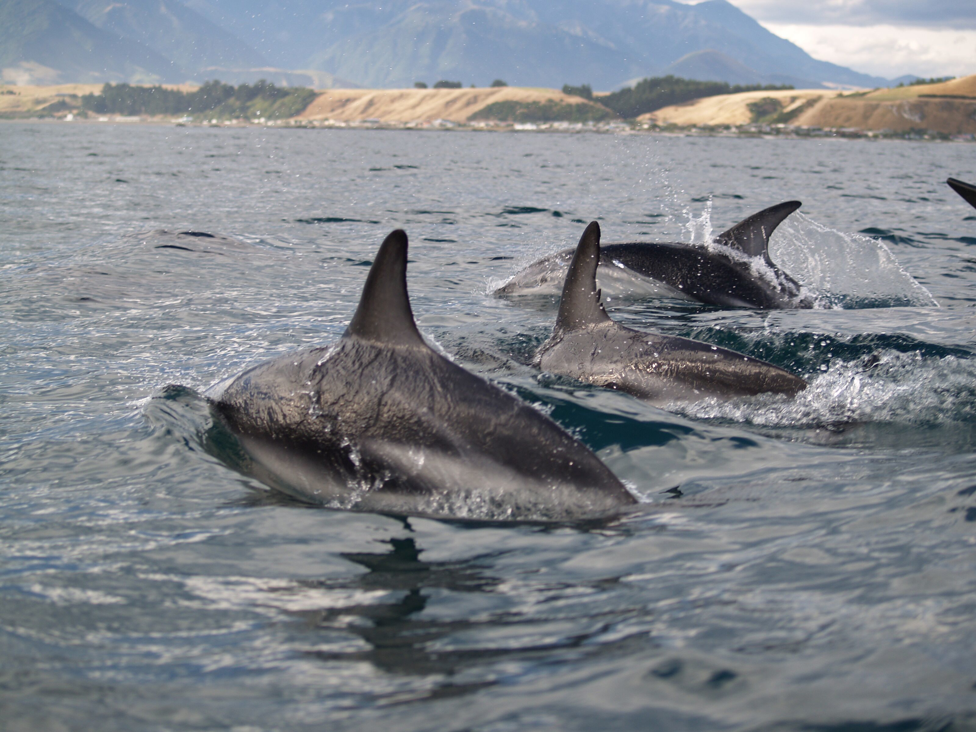 Kaikoura: Sunset Evening Kayaking Tour