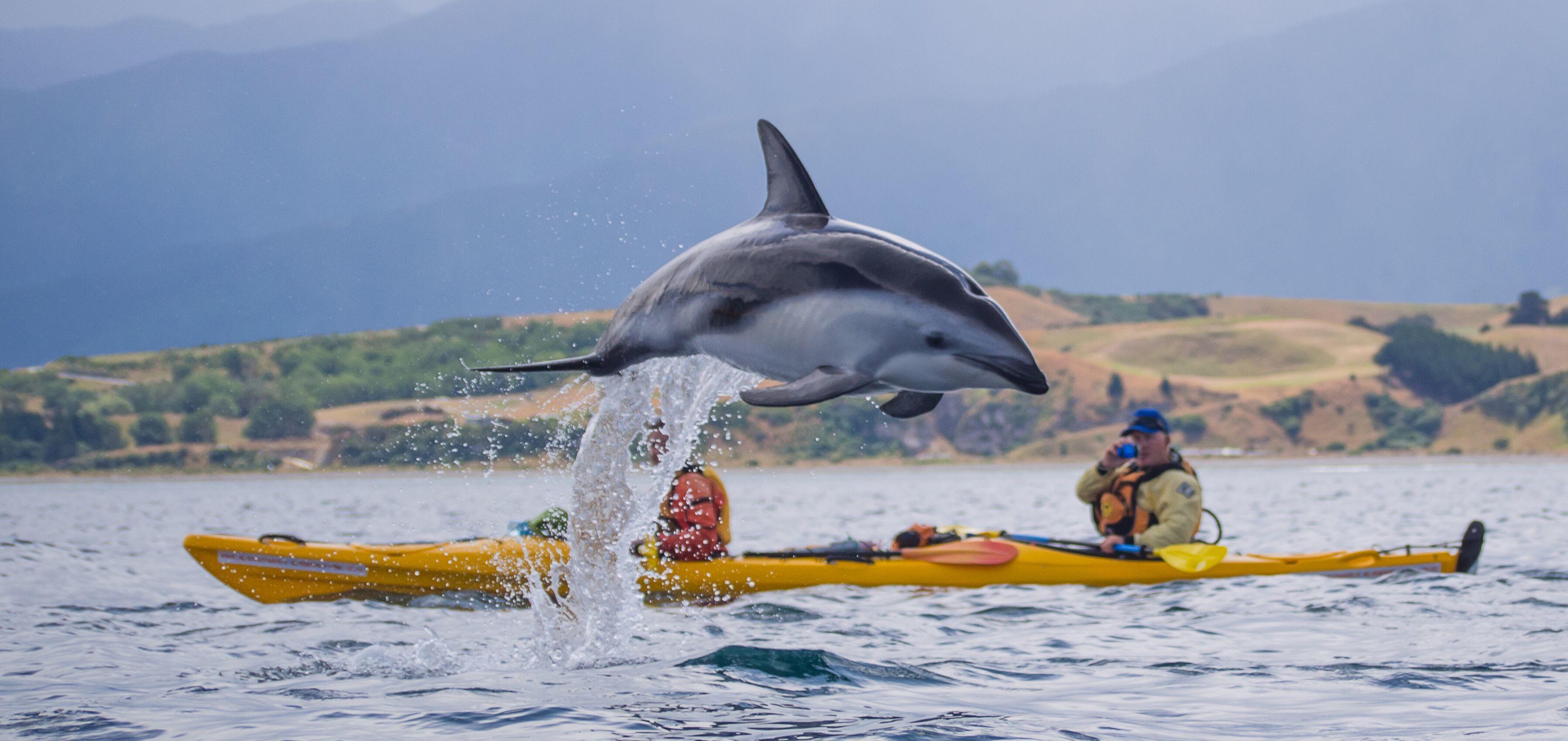 Kaikoura Wildlife Kayaking Adventure