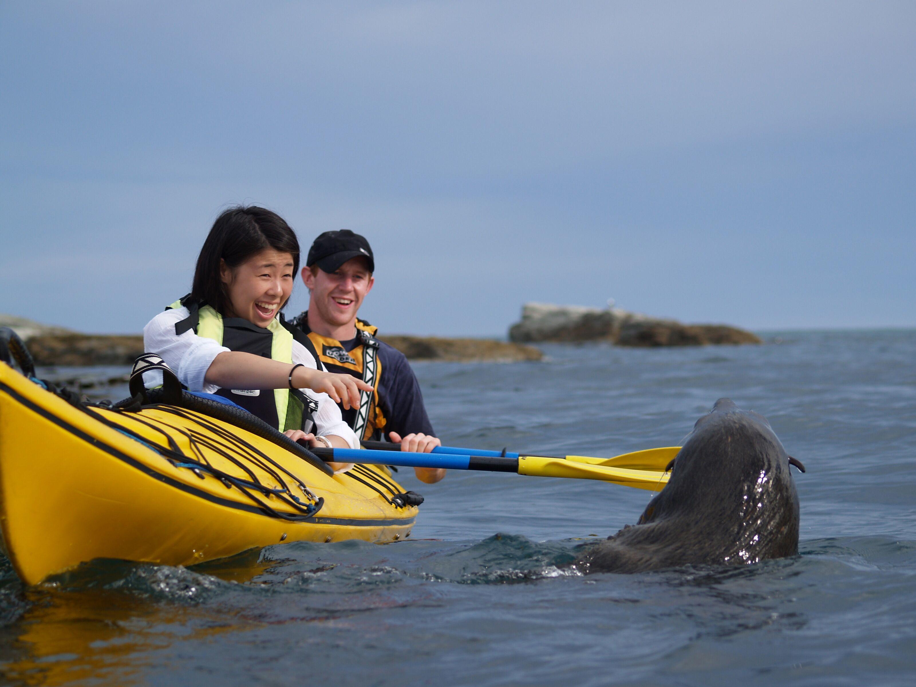Kaikoura: Half-Day Wildlife Kayaking Tour