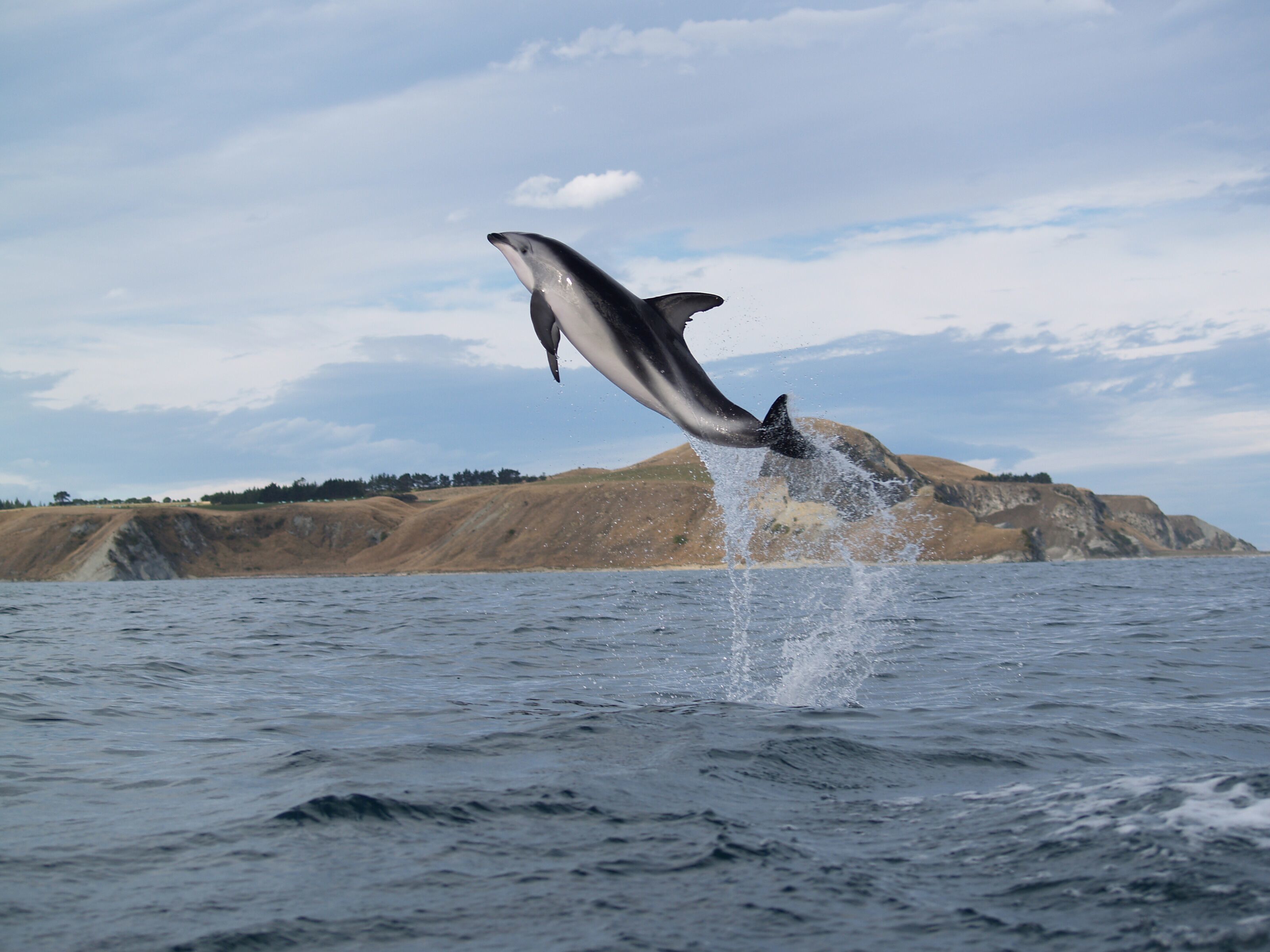 Kaikoura: Half-Day Wildlife Kayaking Tour