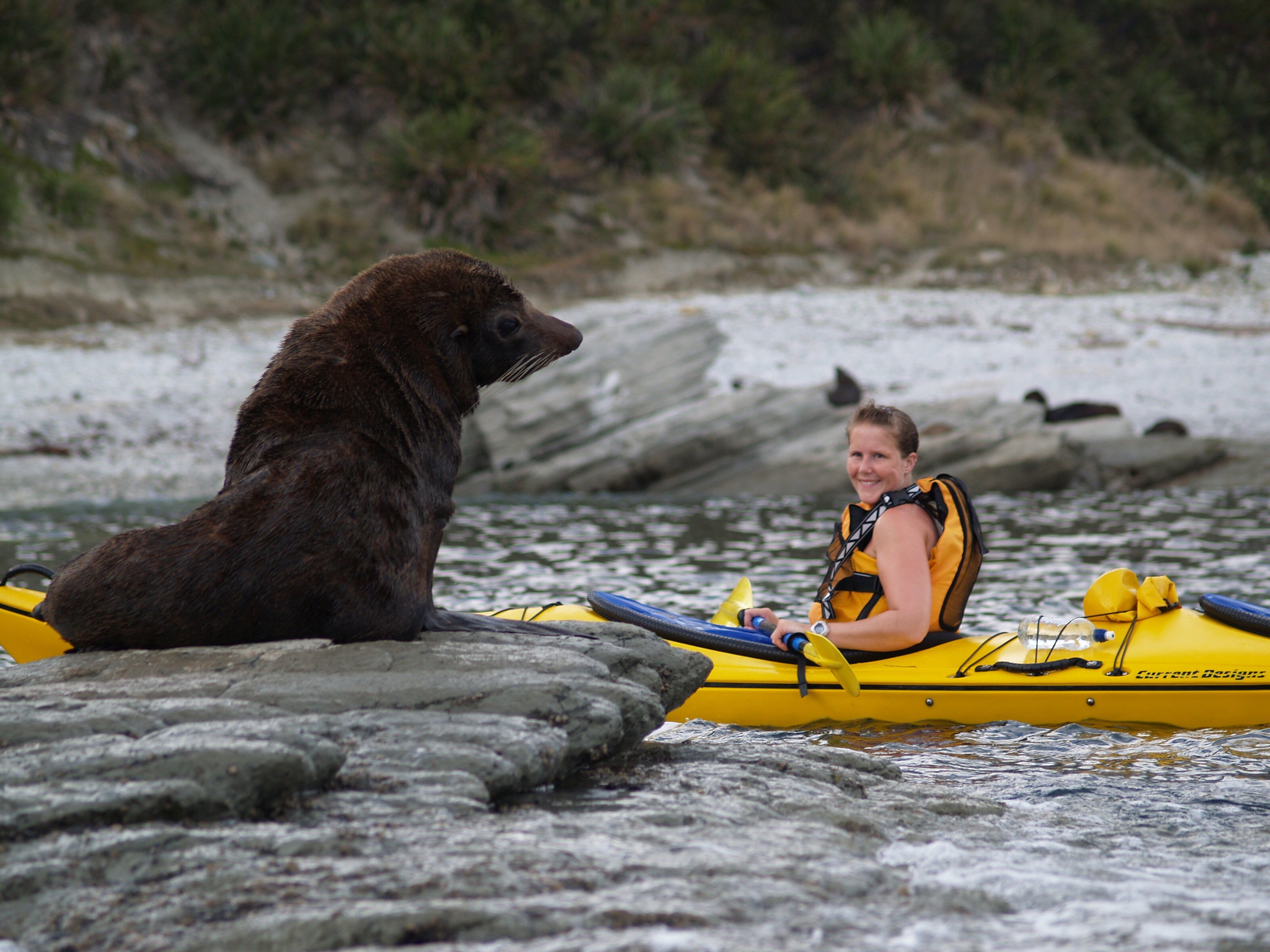 Kaikoura: Half-Day Wildlife Kayaking Tour